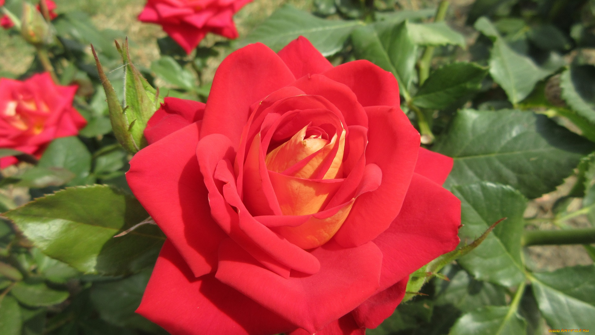 цветы, розы, роза, красная