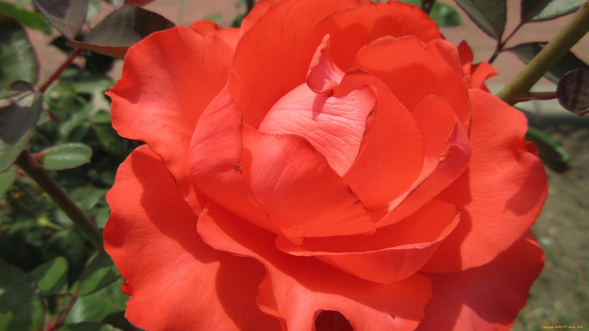 цветы, розы, роза, оранжевая