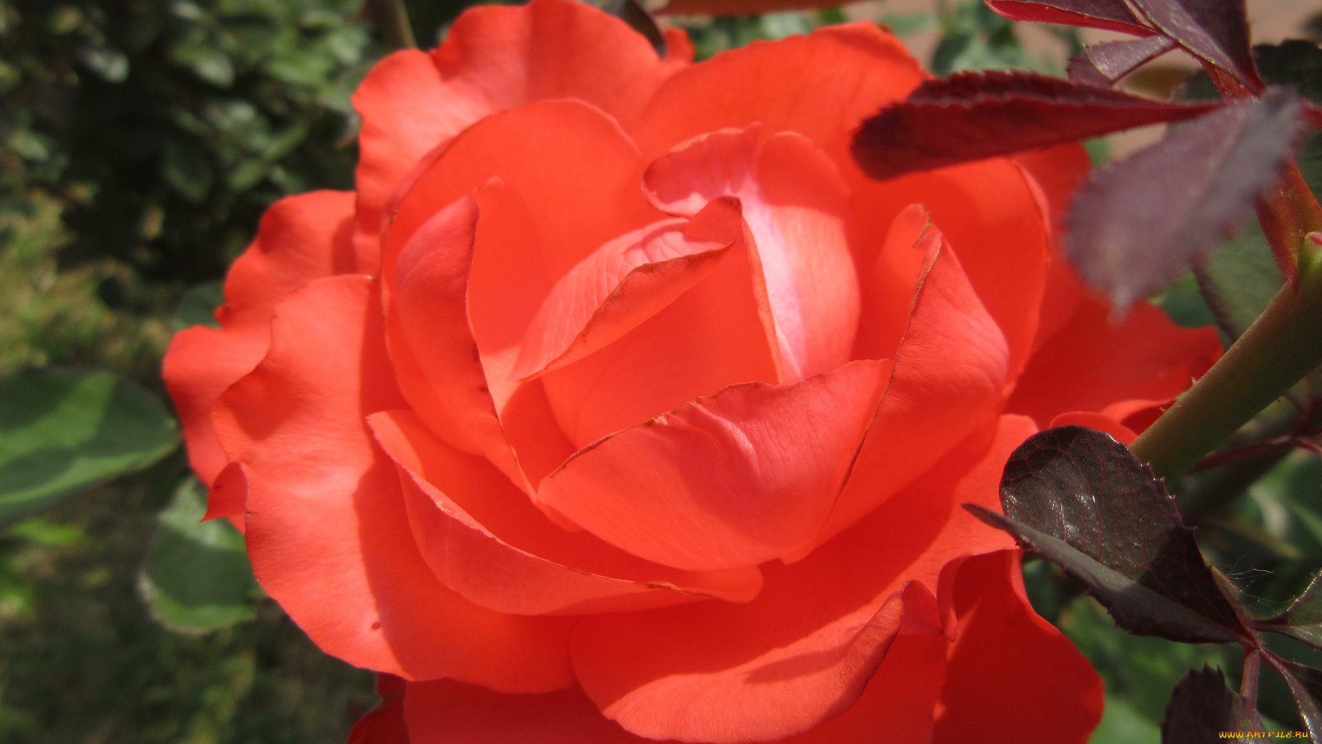 цветы, розы, роза, оранжевая