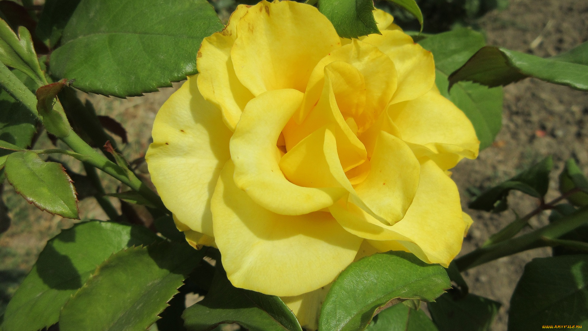 цветы, розы, роза, жёлтая