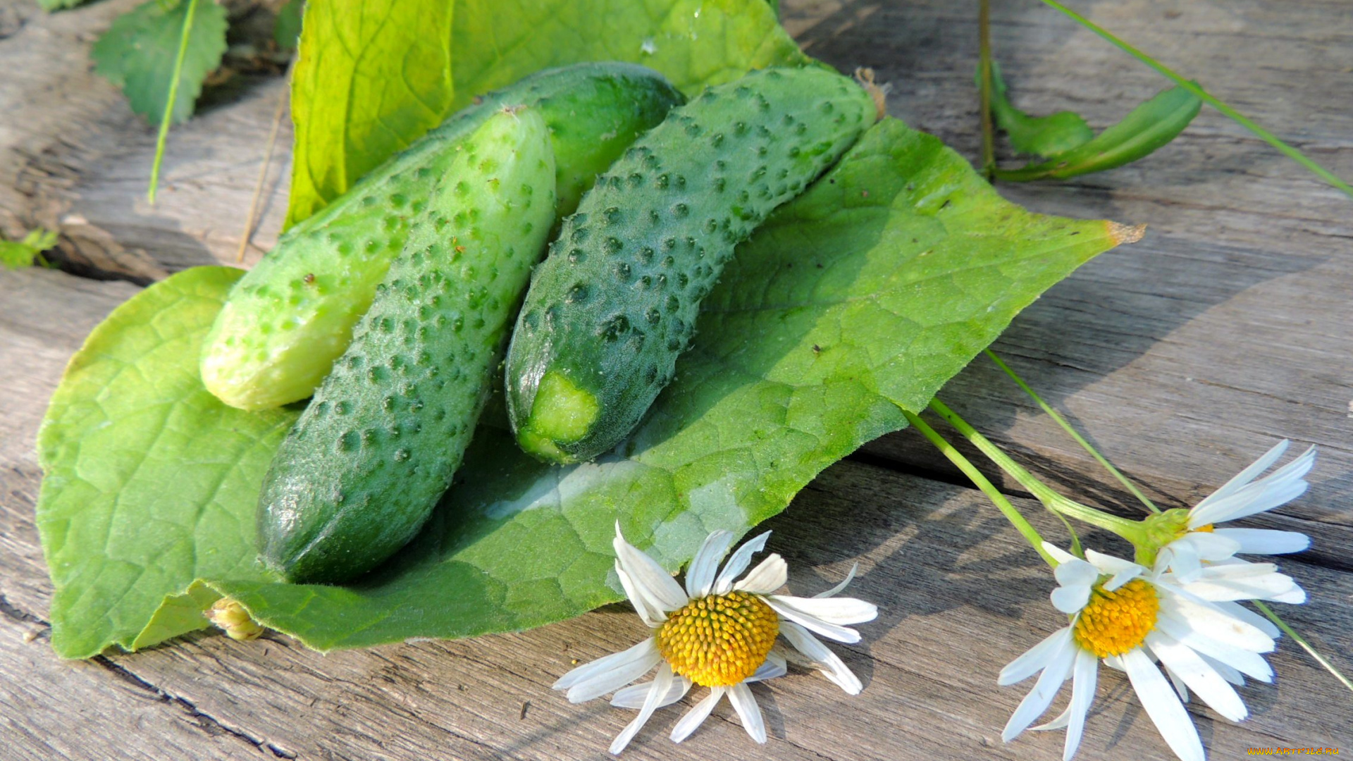 еда, огурцы, дача, красота, лето, натюрморт, овощи
