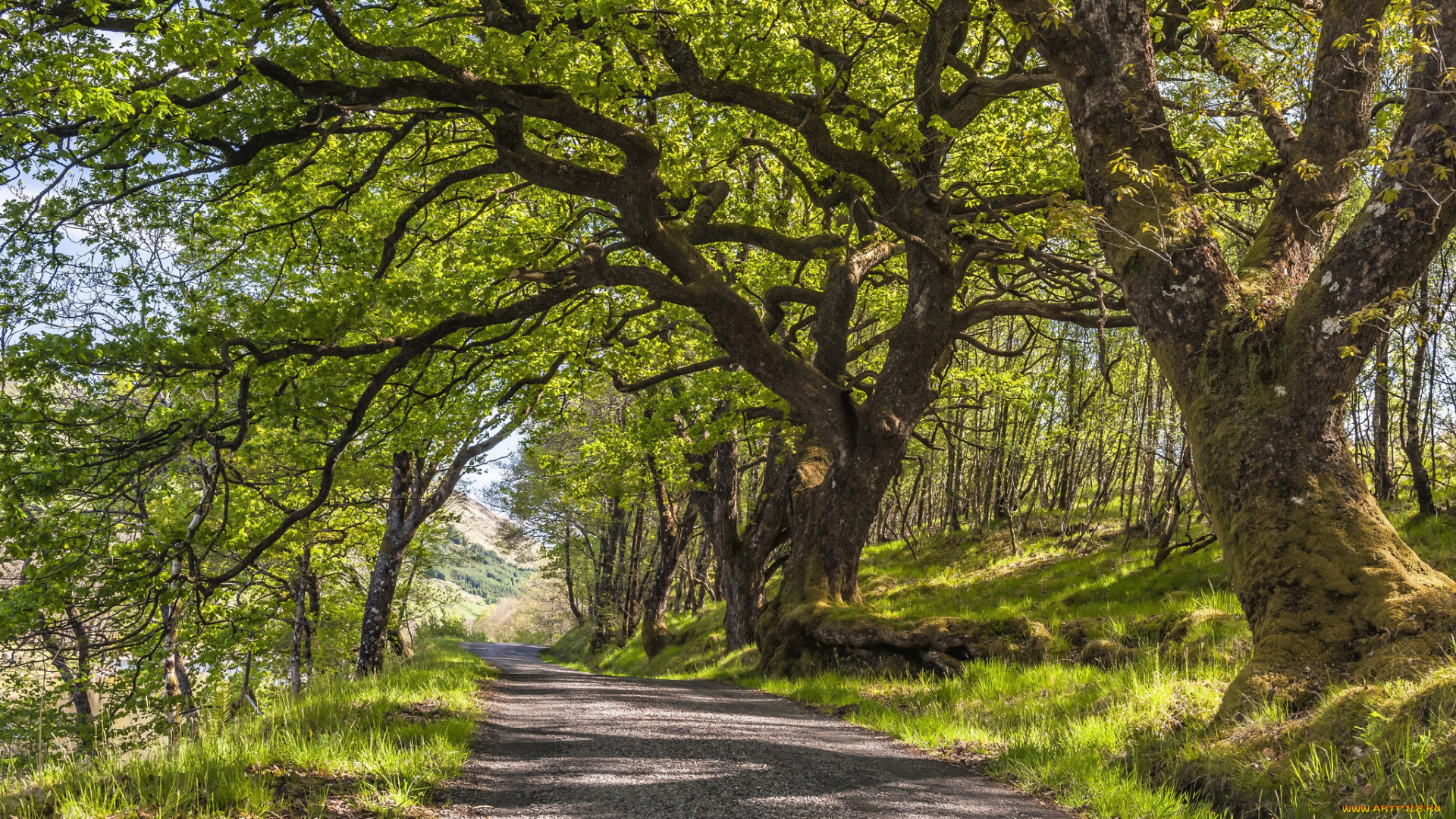 природа, дороги, река, лес