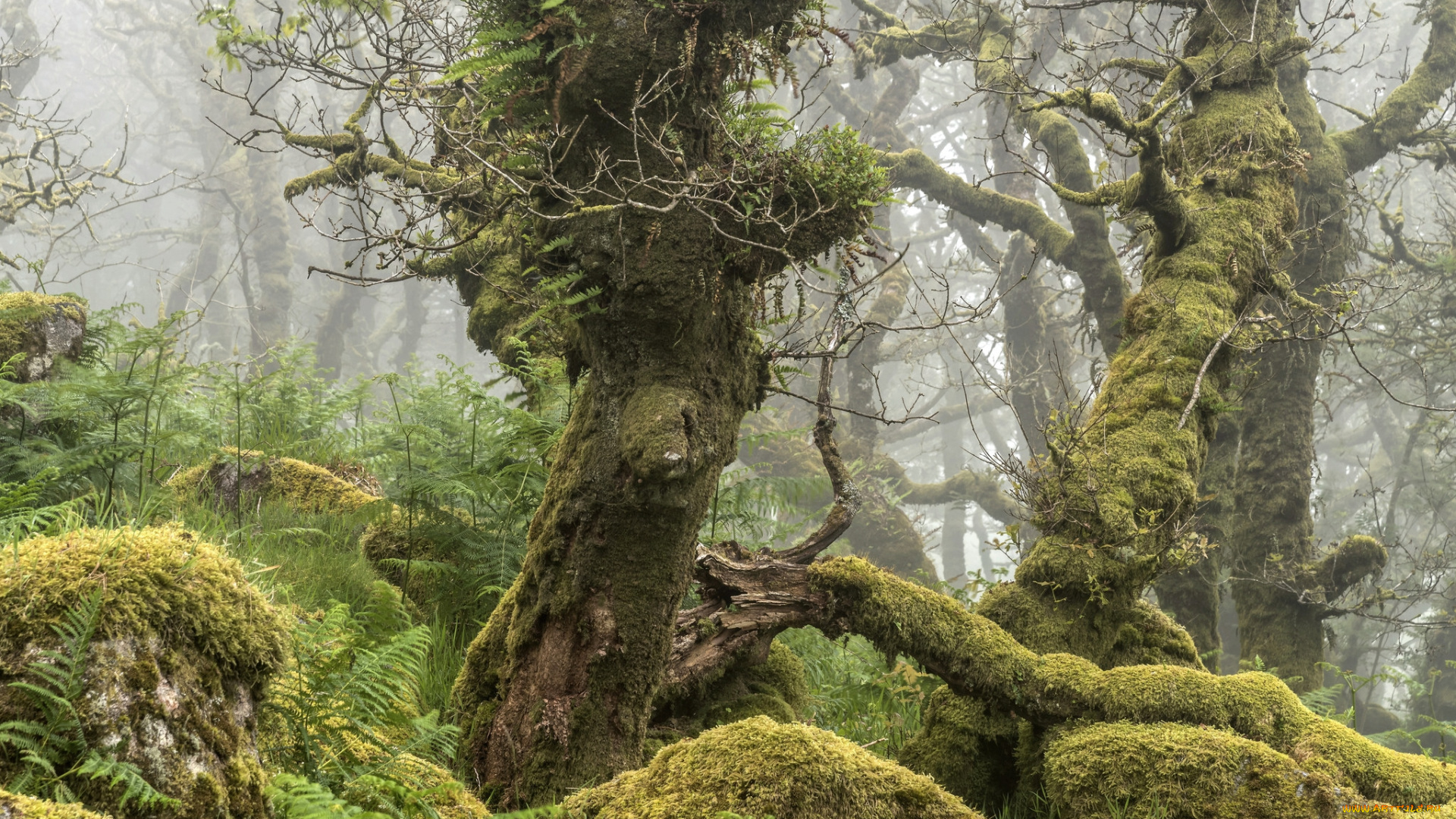 природа, лес, деревья