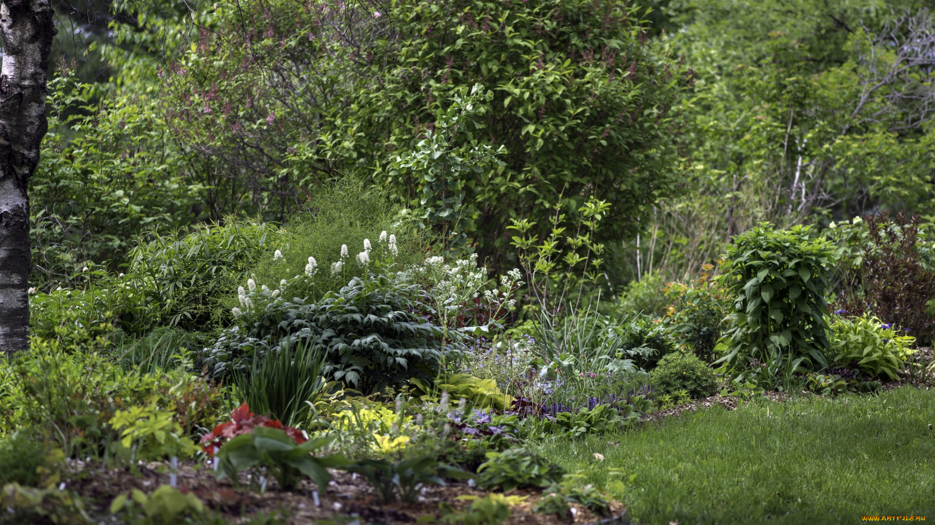 природа, лес, деревья