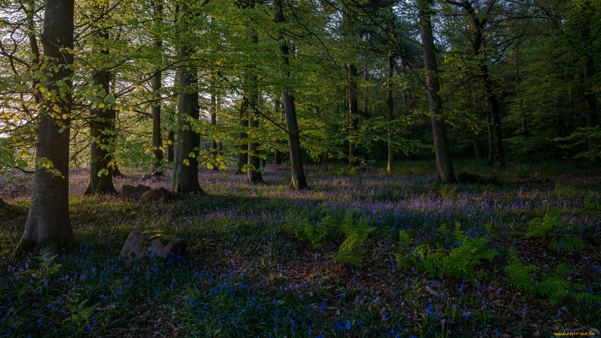 природа, лес, деревья