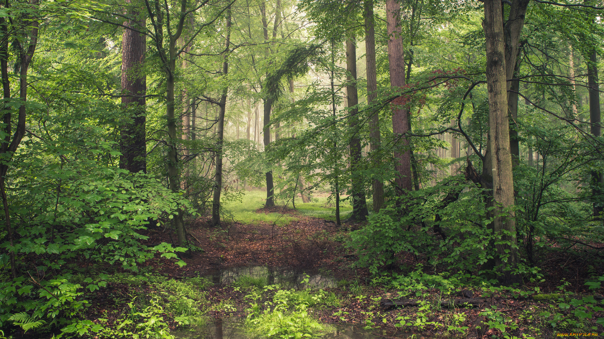 природа, лес, деревья