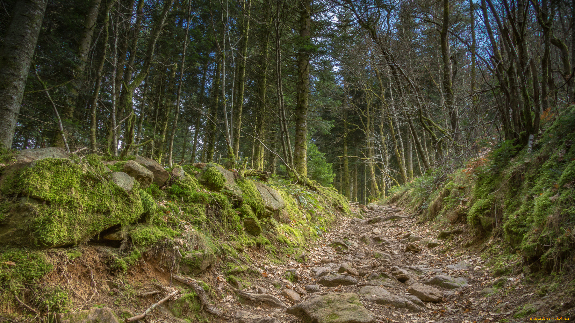 природа, лес, деревья