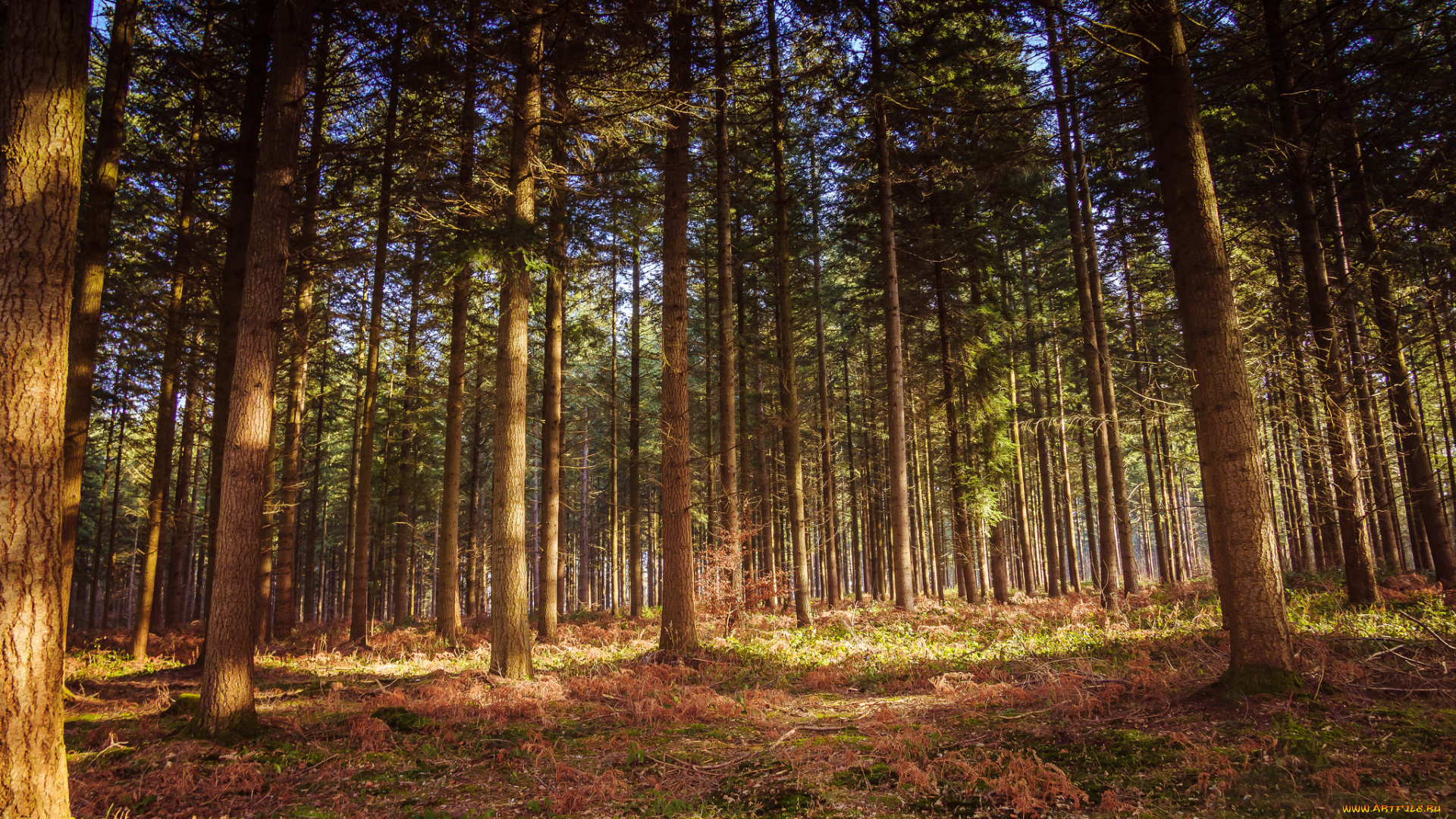 природа, лес, деревья