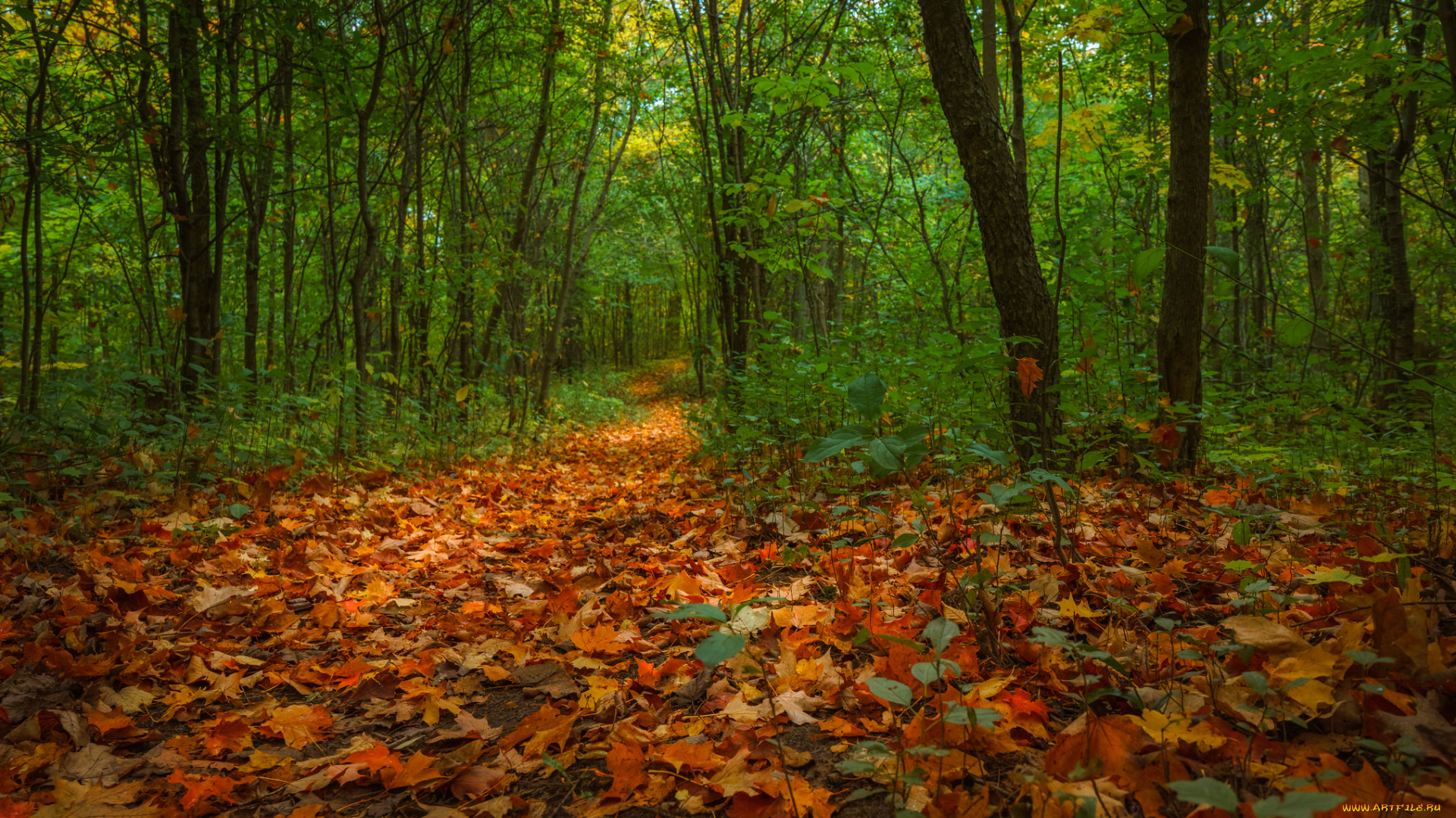 природа, лес, деревья