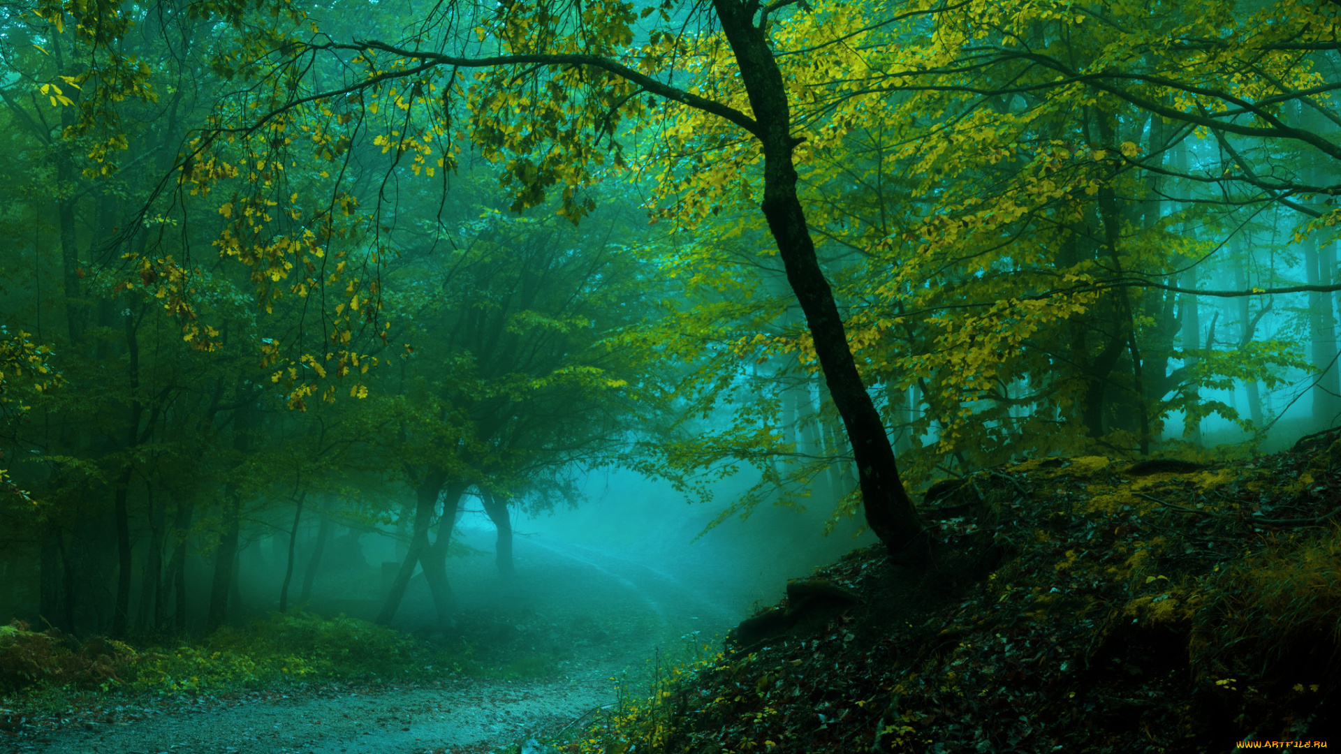 природа, лес, деревья