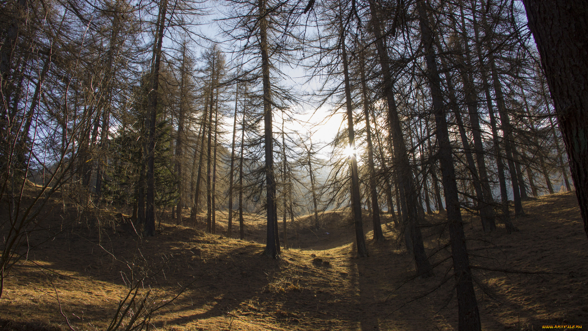 природа, лес, деревья