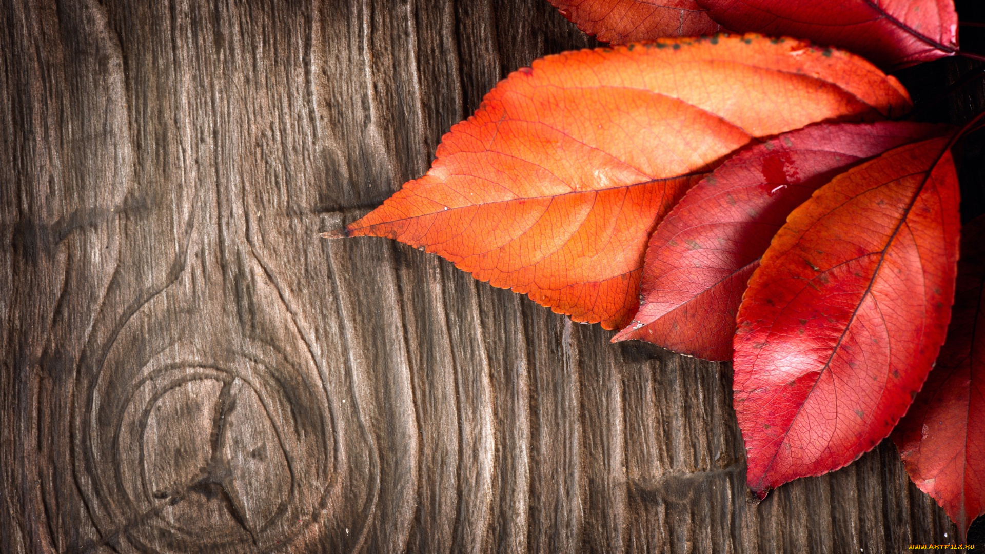 природа, листья, дерево, кора