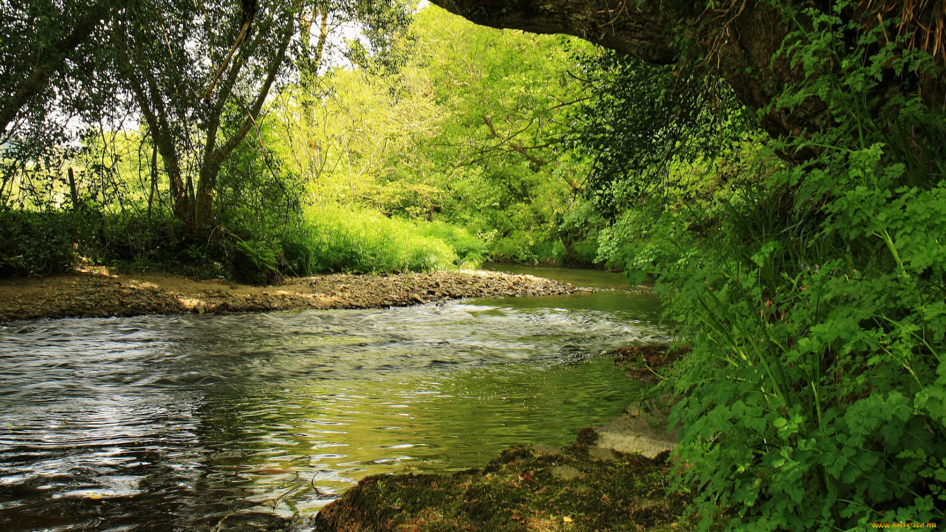 природа, реки, озера, лес, река