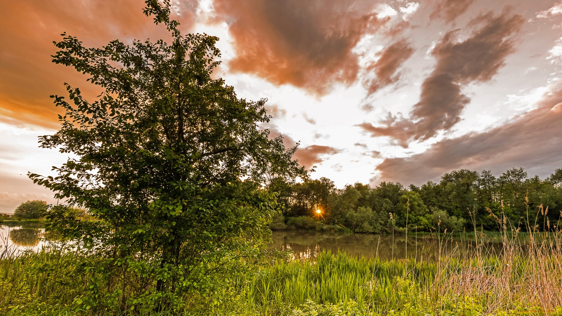 природа, реки, озера, река, лес