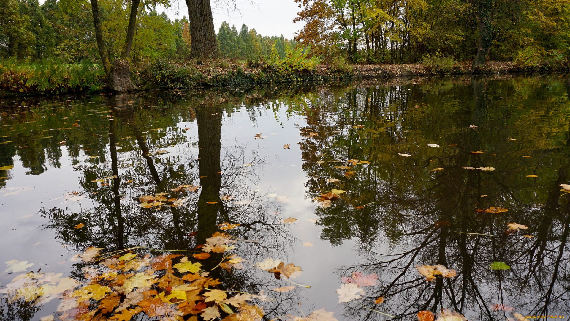 природа, реки, озера, река, лес