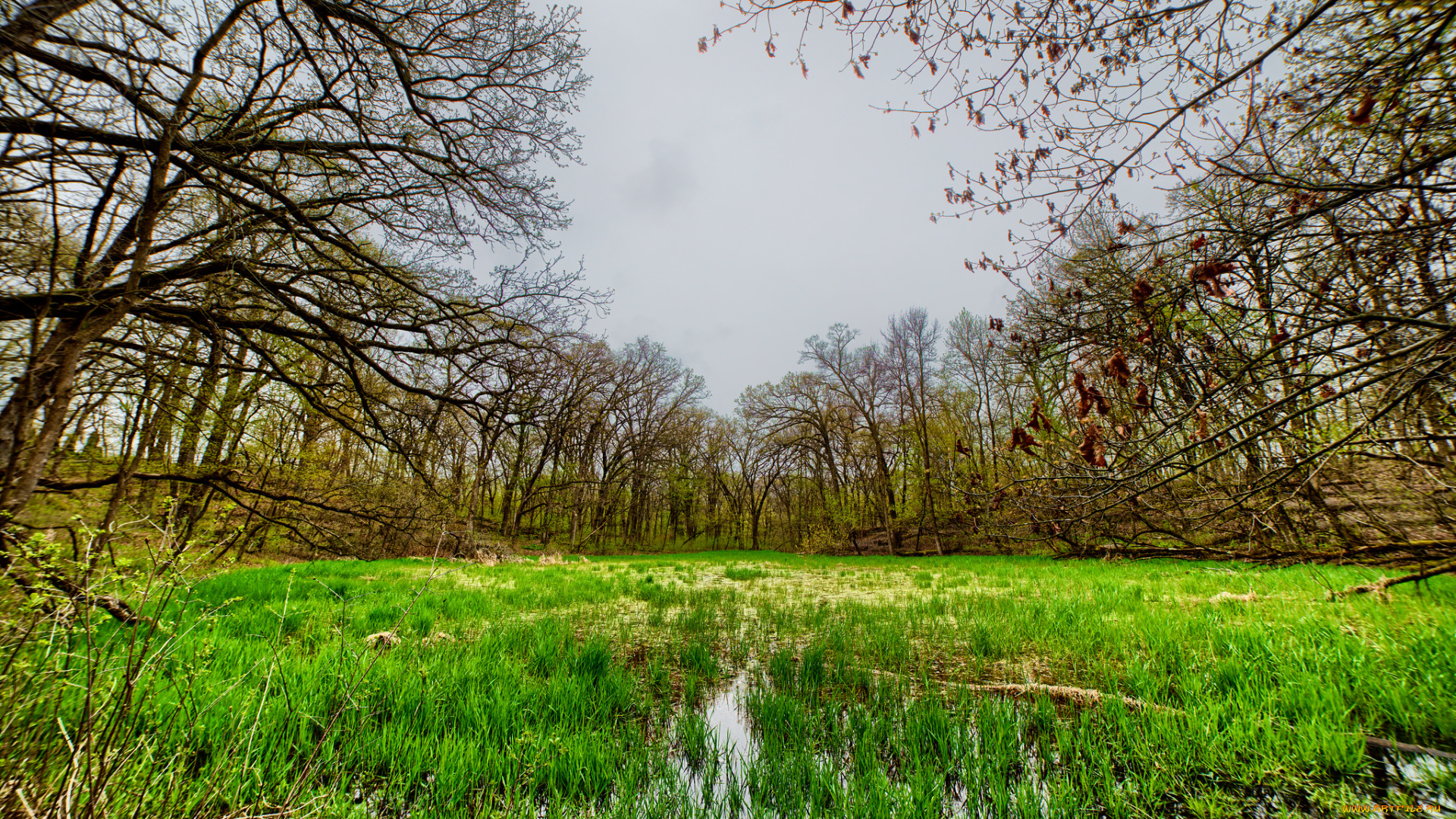 природа, реки, озера, река, лес