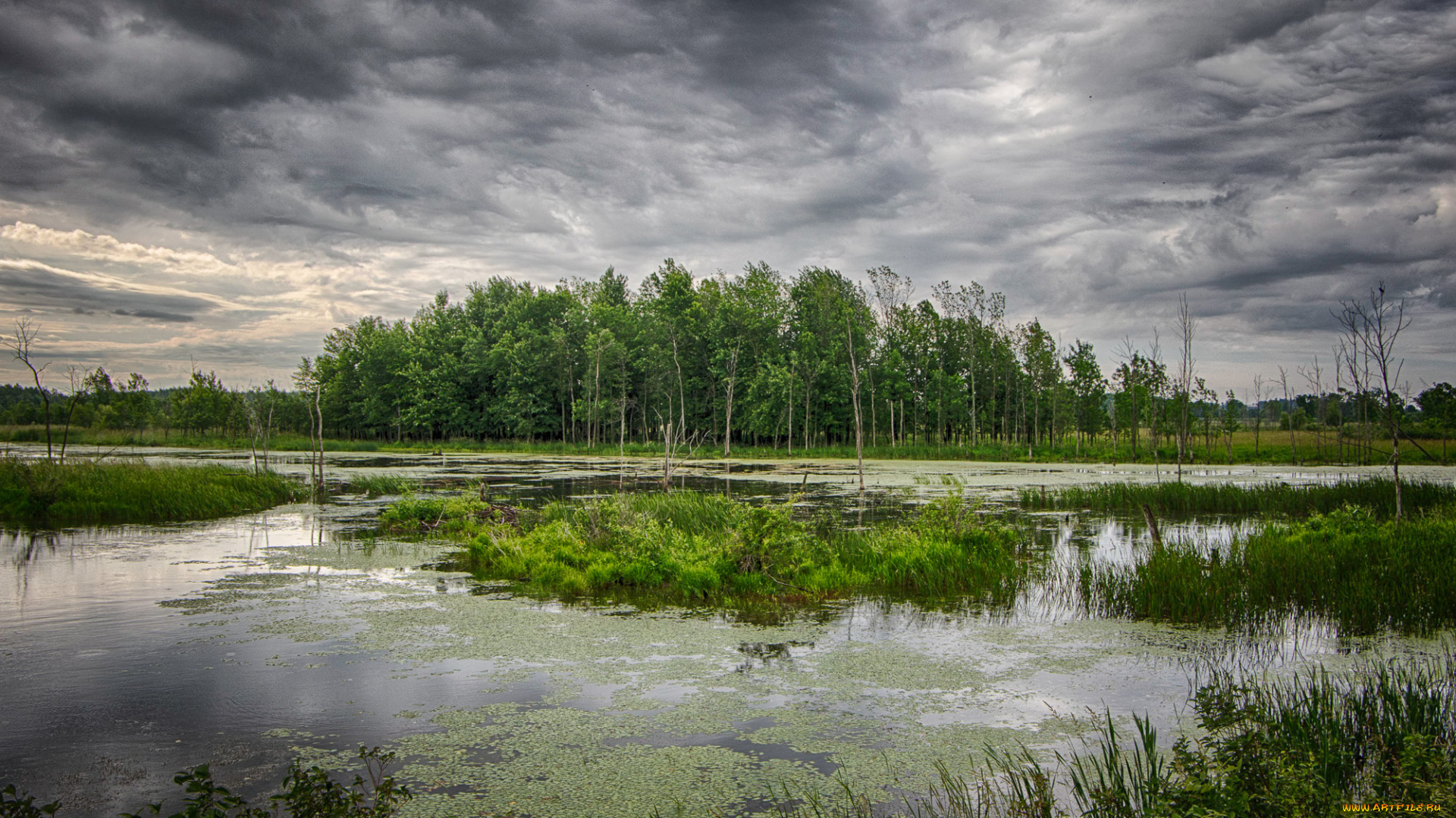 природа, реки, озера, река, лес