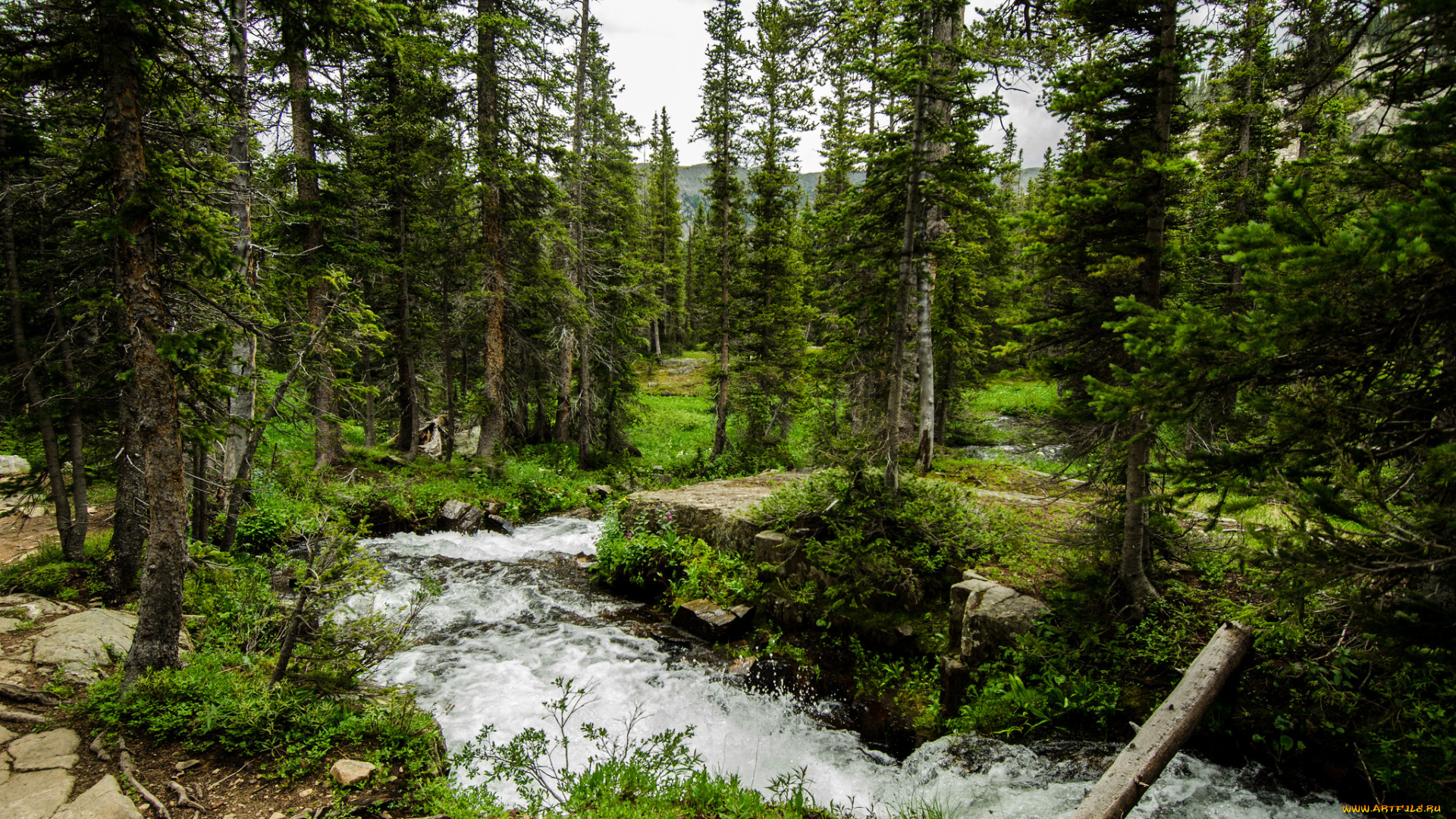 природа, реки, озера, река, лес