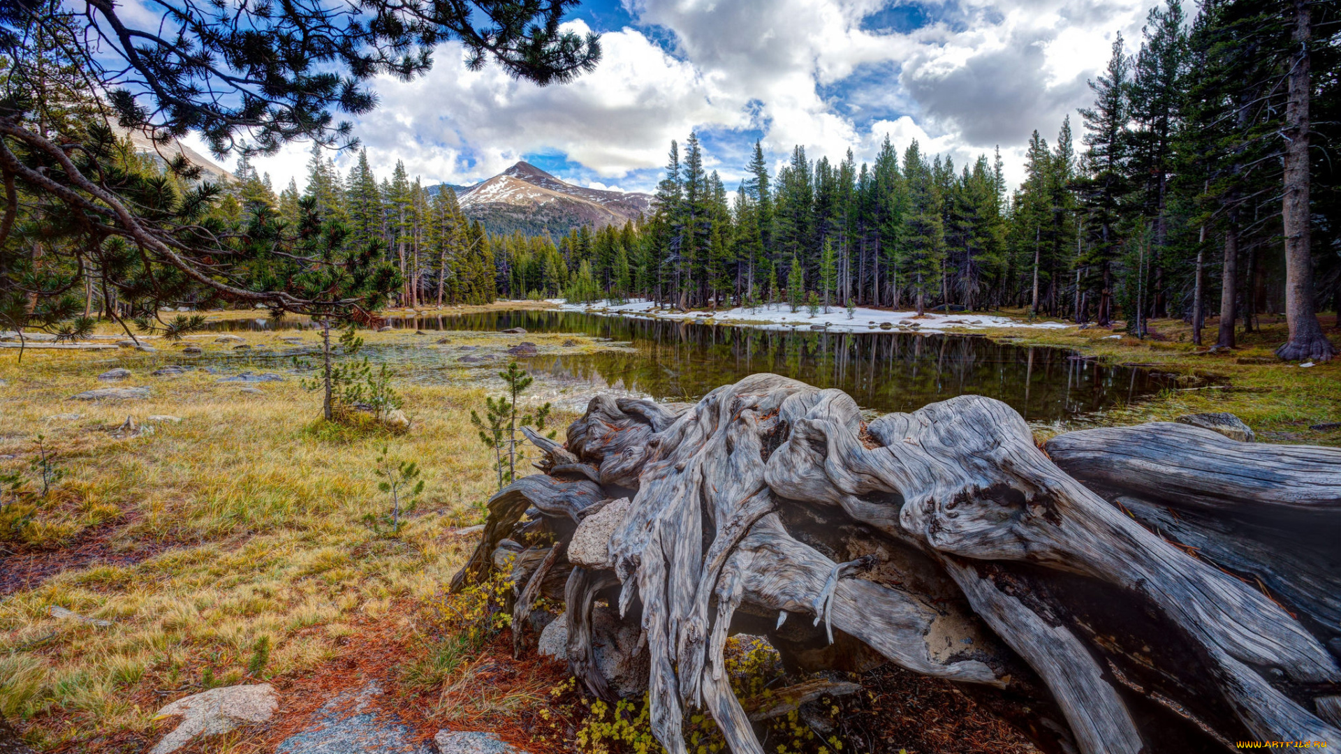 природа, реки, озера, река, лес