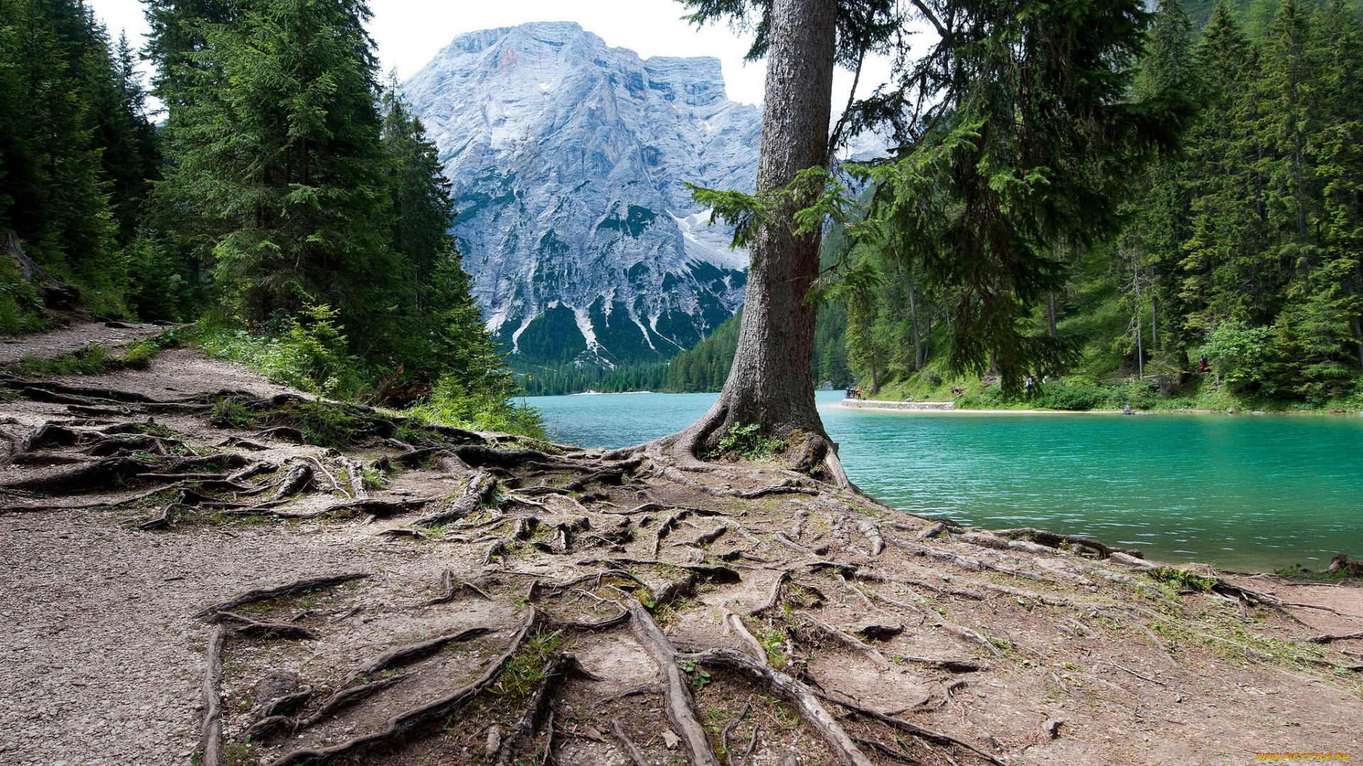 природа, реки, озера, река, лес