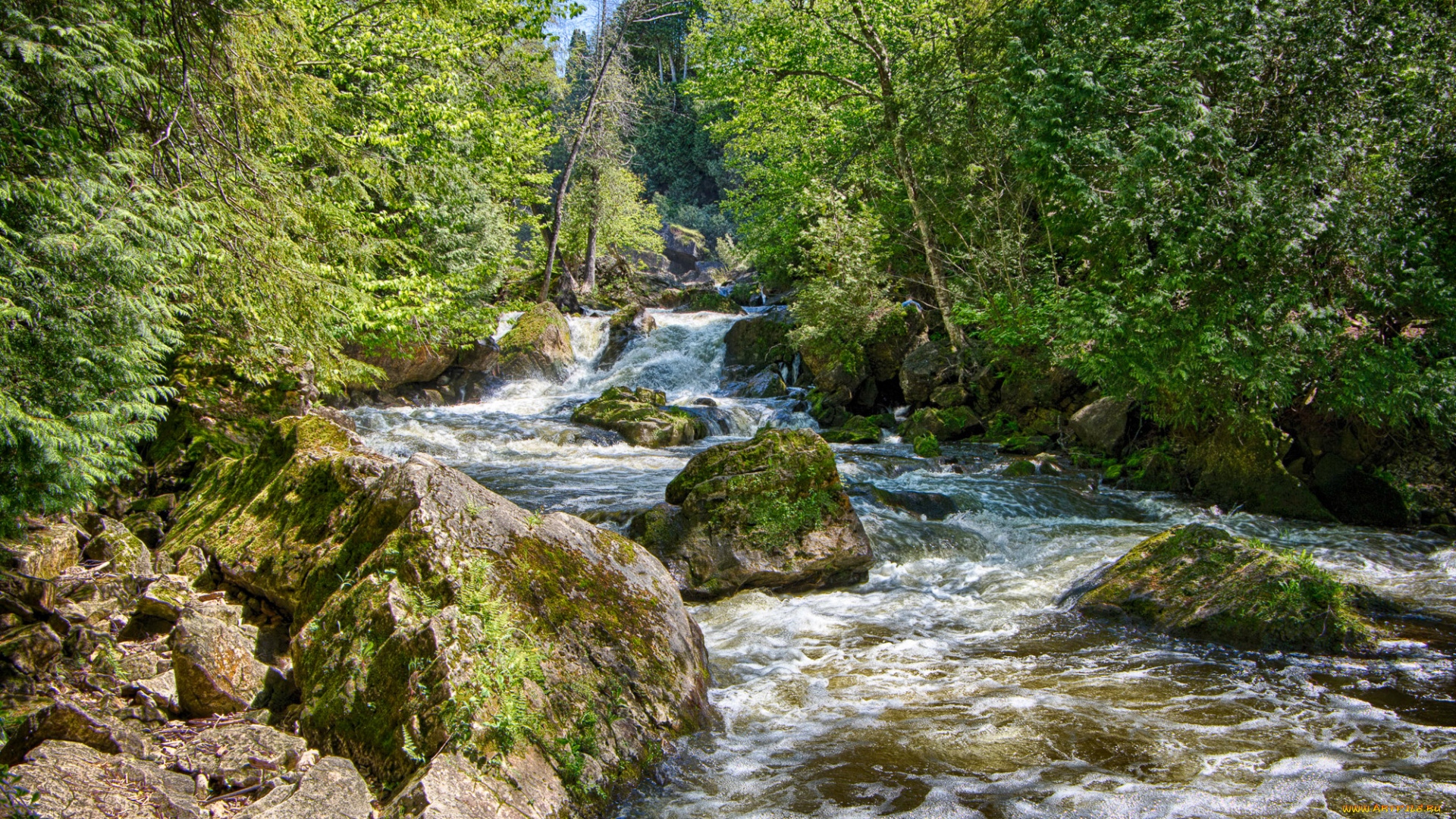 природа, реки, озера, река, лес