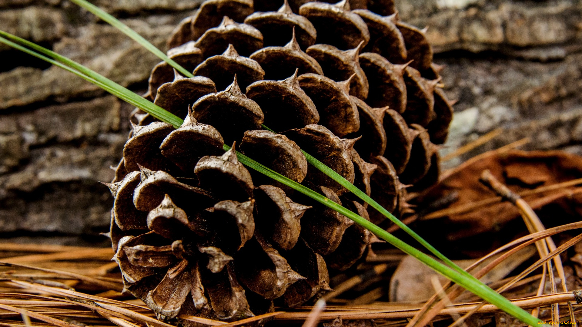 природа, шишки, , жёлуди, , каштаны, трава, размытость, шишка, стебельки