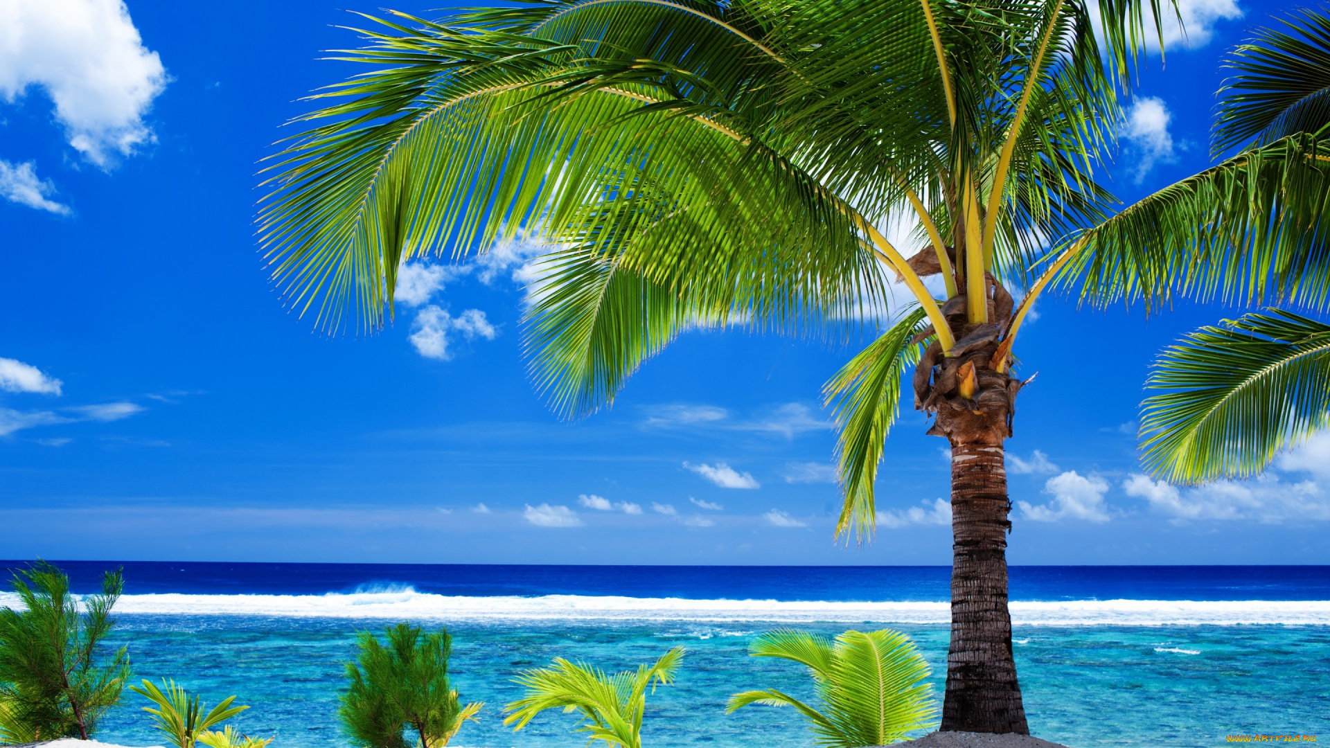 природа, тропики, песок, пляж, облака, пальма