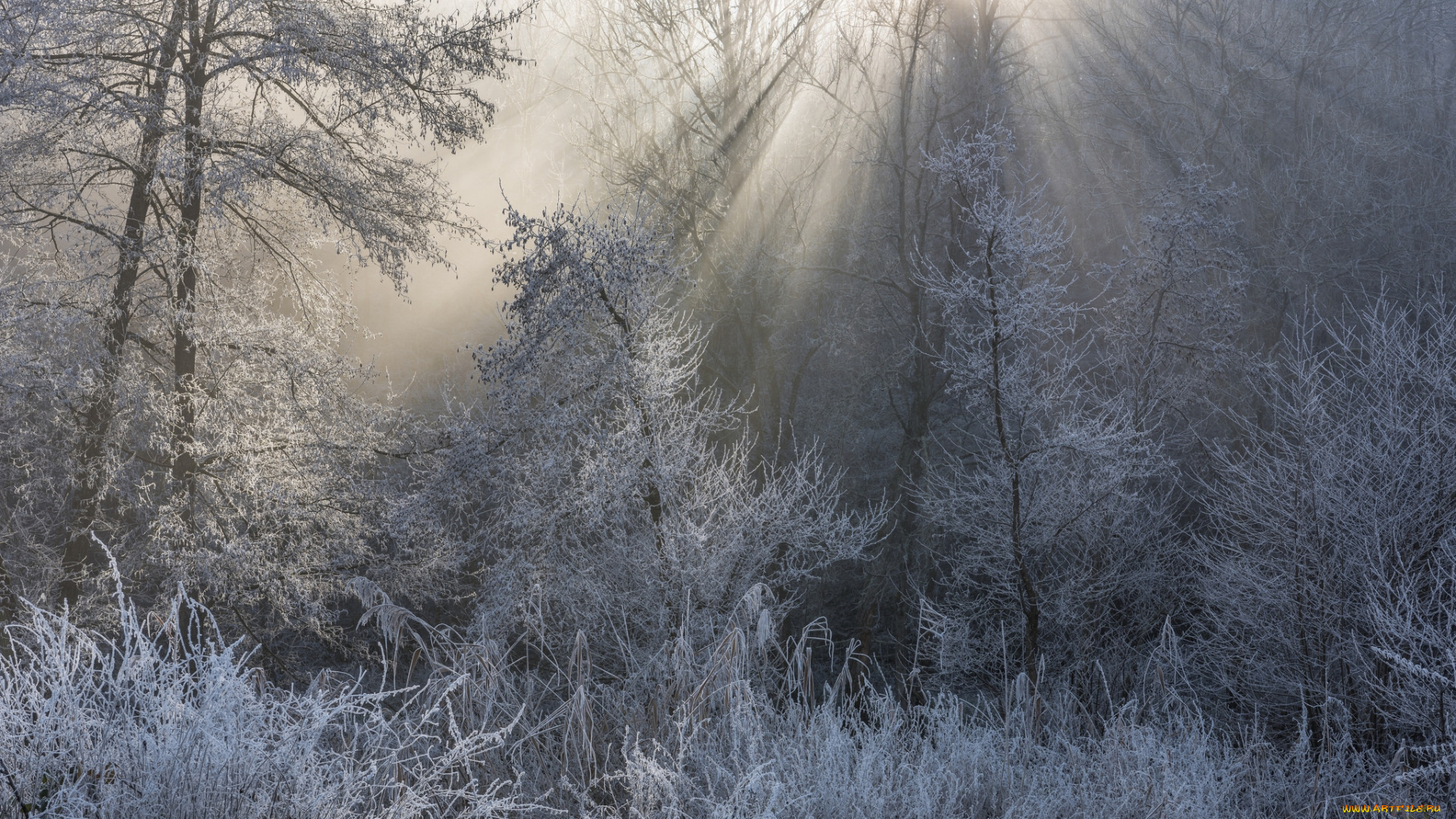 природа, зима, снег