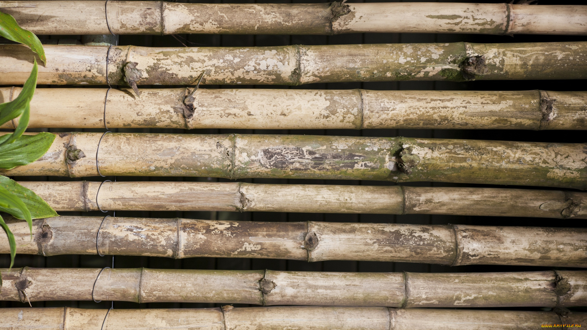 разное, текстуры, листья, фон, бамбук