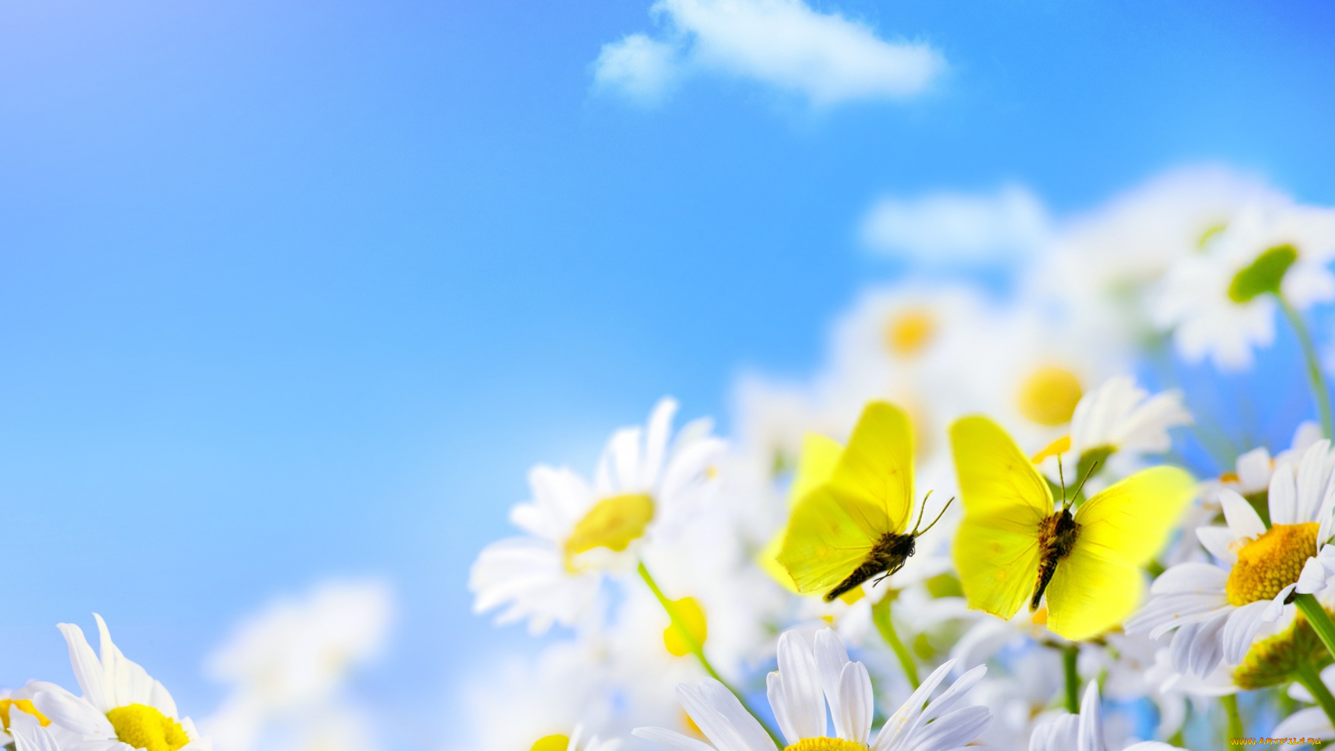 животные, бабочки, , мотыльки, , моли, облака, ромашки