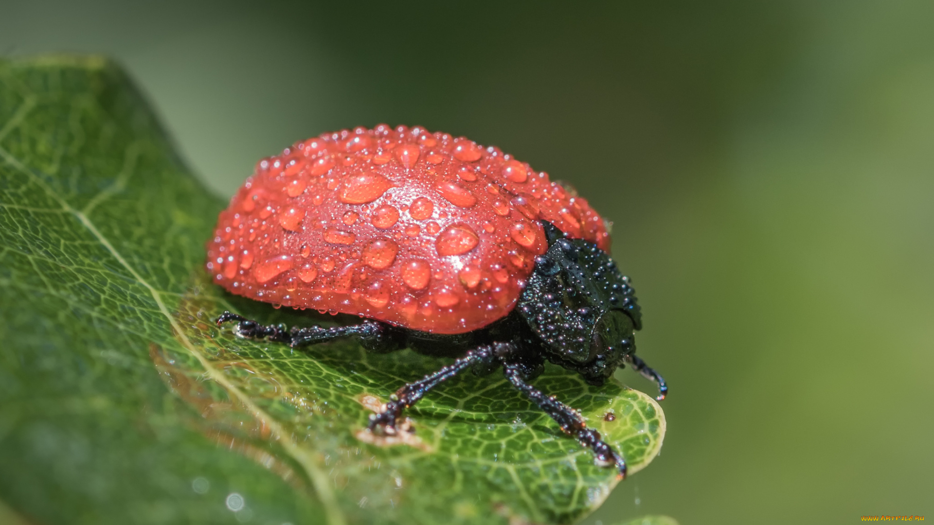 животные, божьи, коровки, капли, макро, божья, коровка