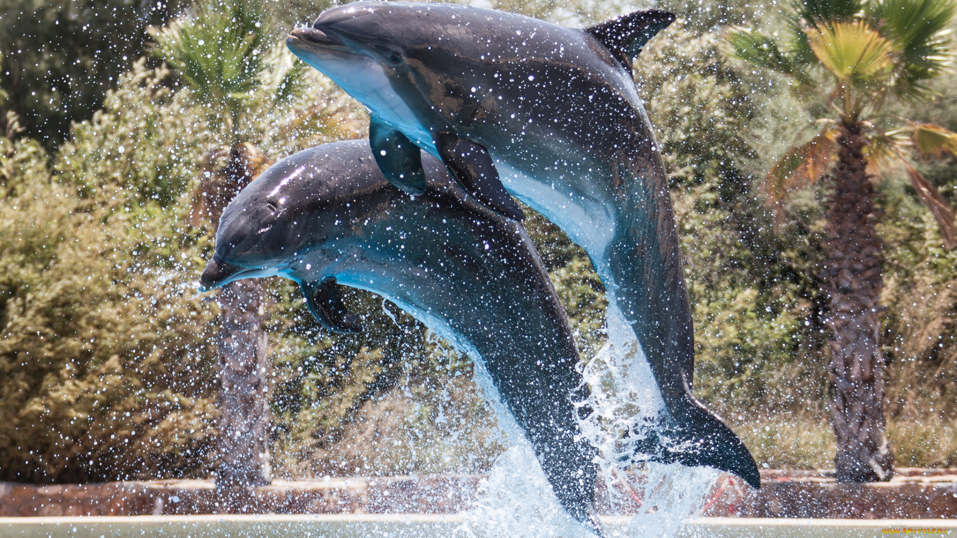 животные, дельфины, пара, капли, вода