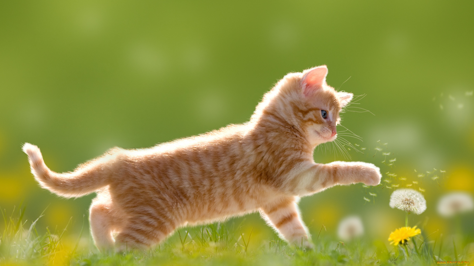 животные, коты, котенок, луг, одуванчики