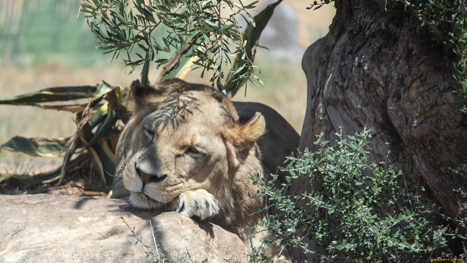 животные, львы, львица, отдых, ветки, сон