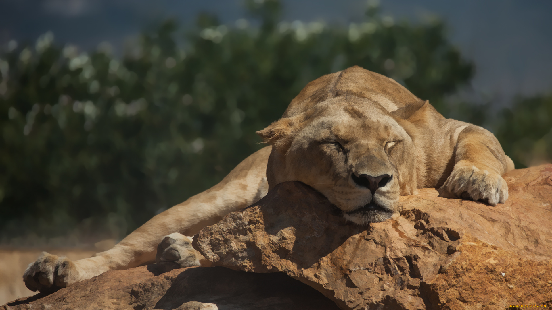 животные, львы, животное, отдых, львица, красотка