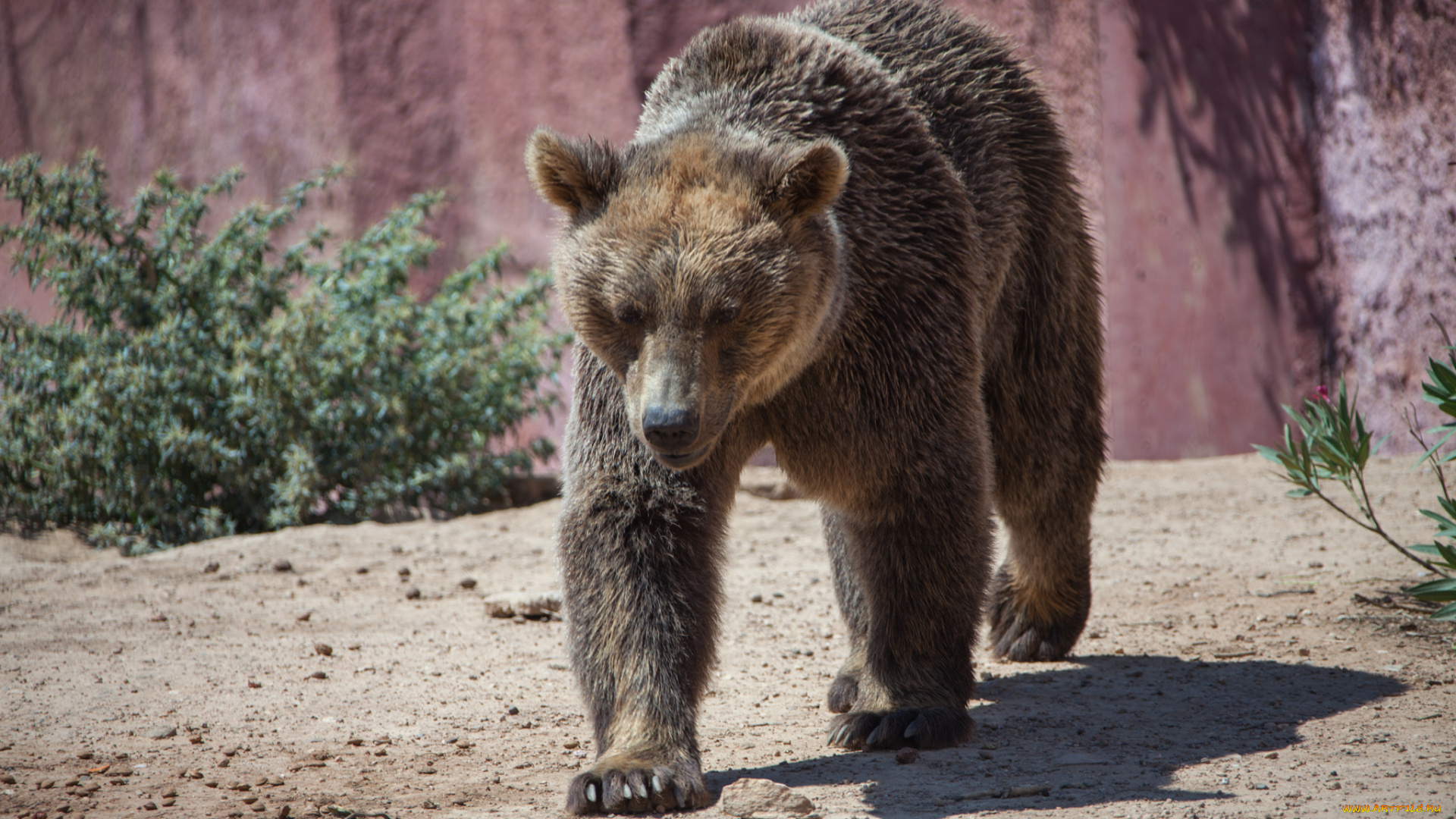 животные, медведи, косолапый, большой, мишка, медведь