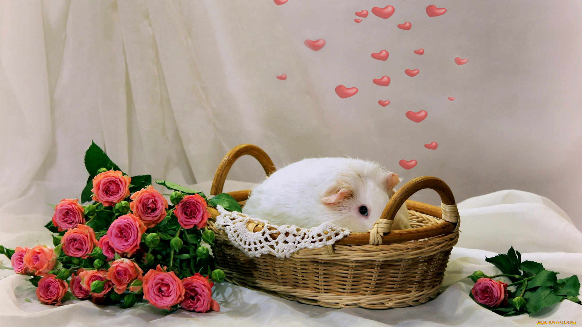 животные, морские, свинки, , хомяки, композиция, зима, морские, свинки, февраль, розы