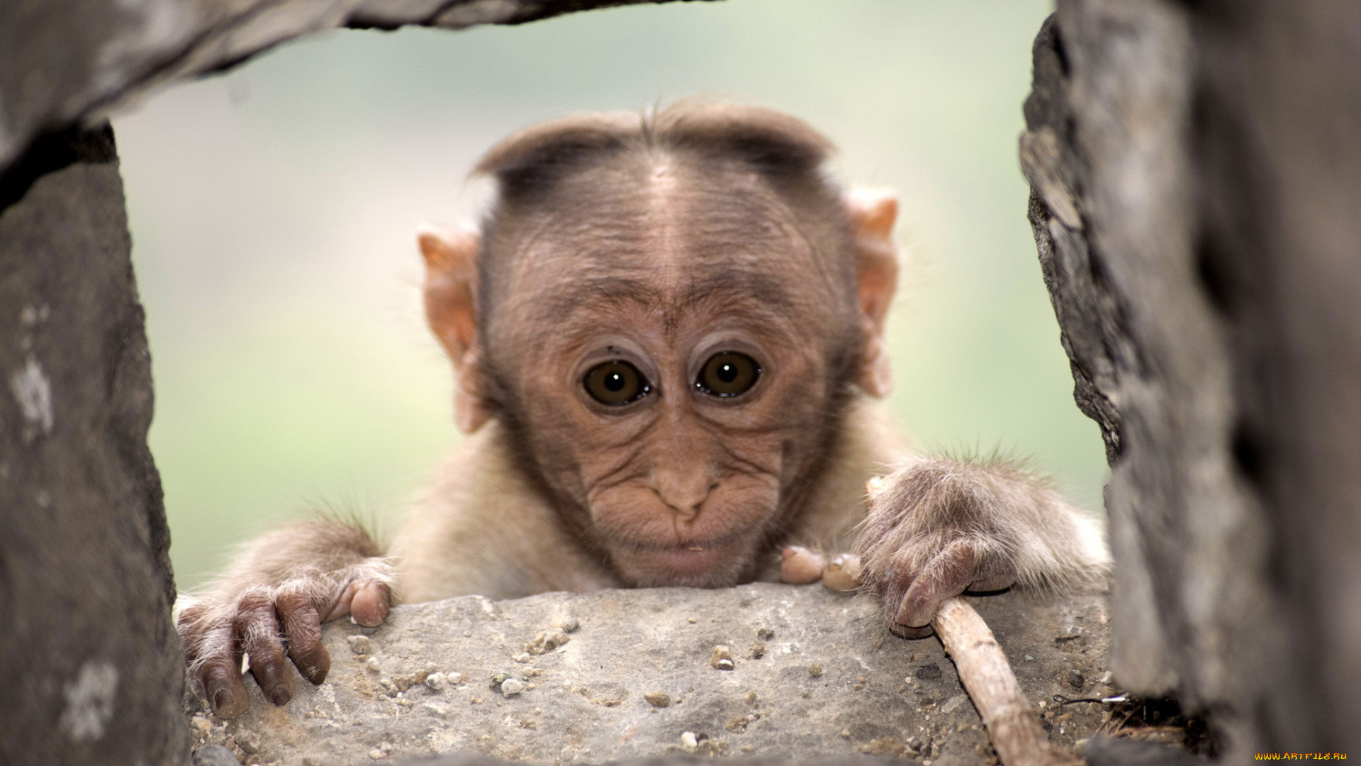 животные, обезьяны, взгляд, обезьяна, фон
