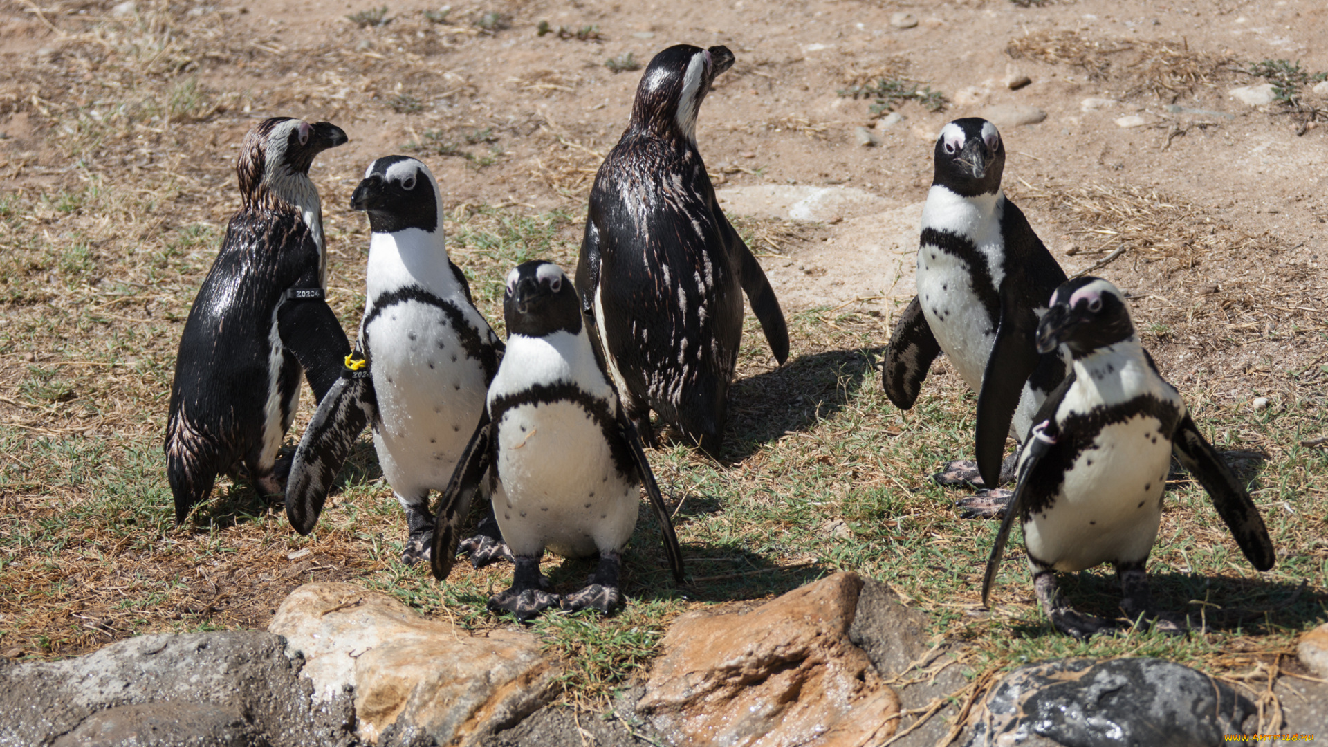 животные, пингвины, много, стая