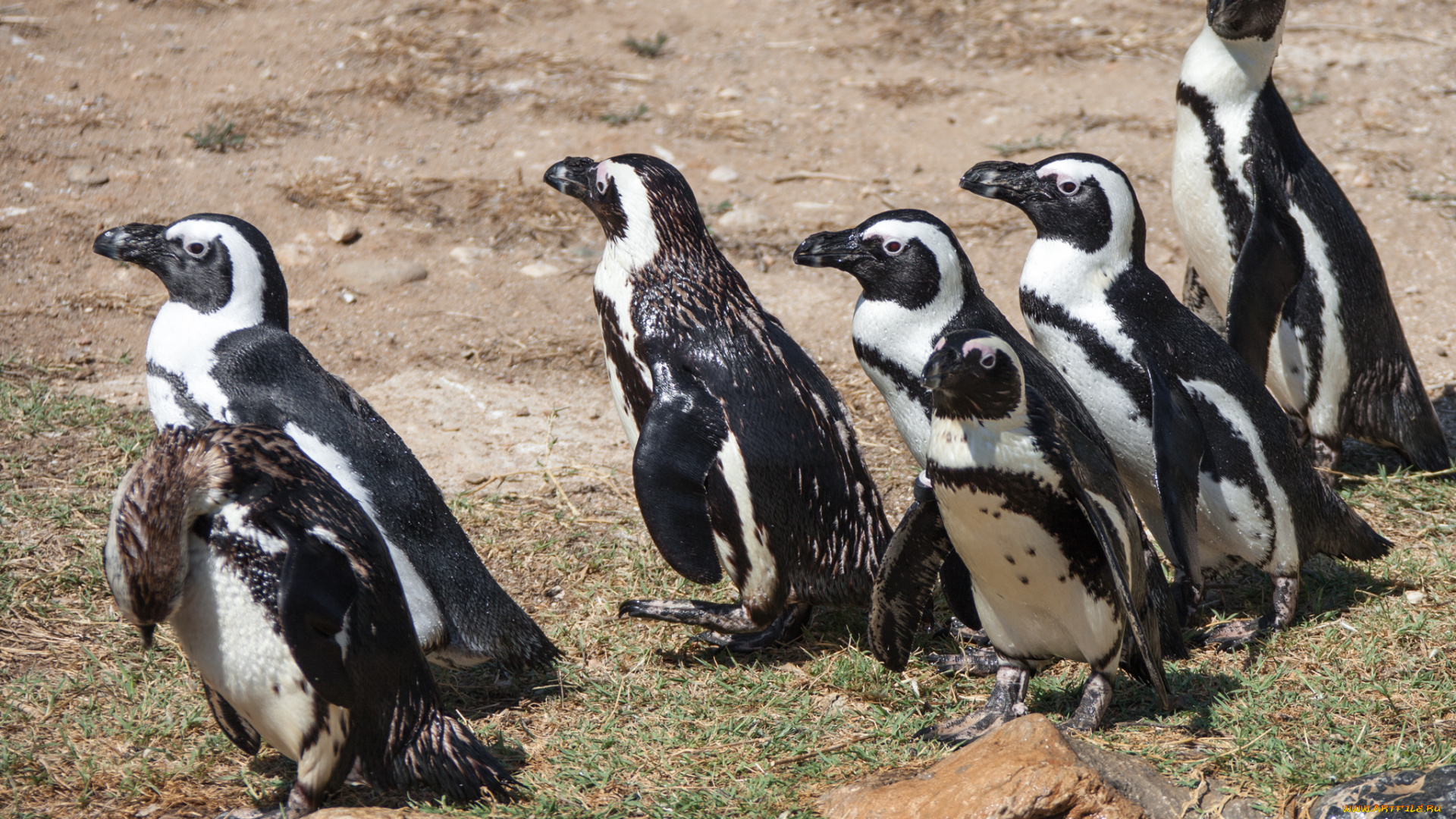 животные, пингвины, забавные, стая