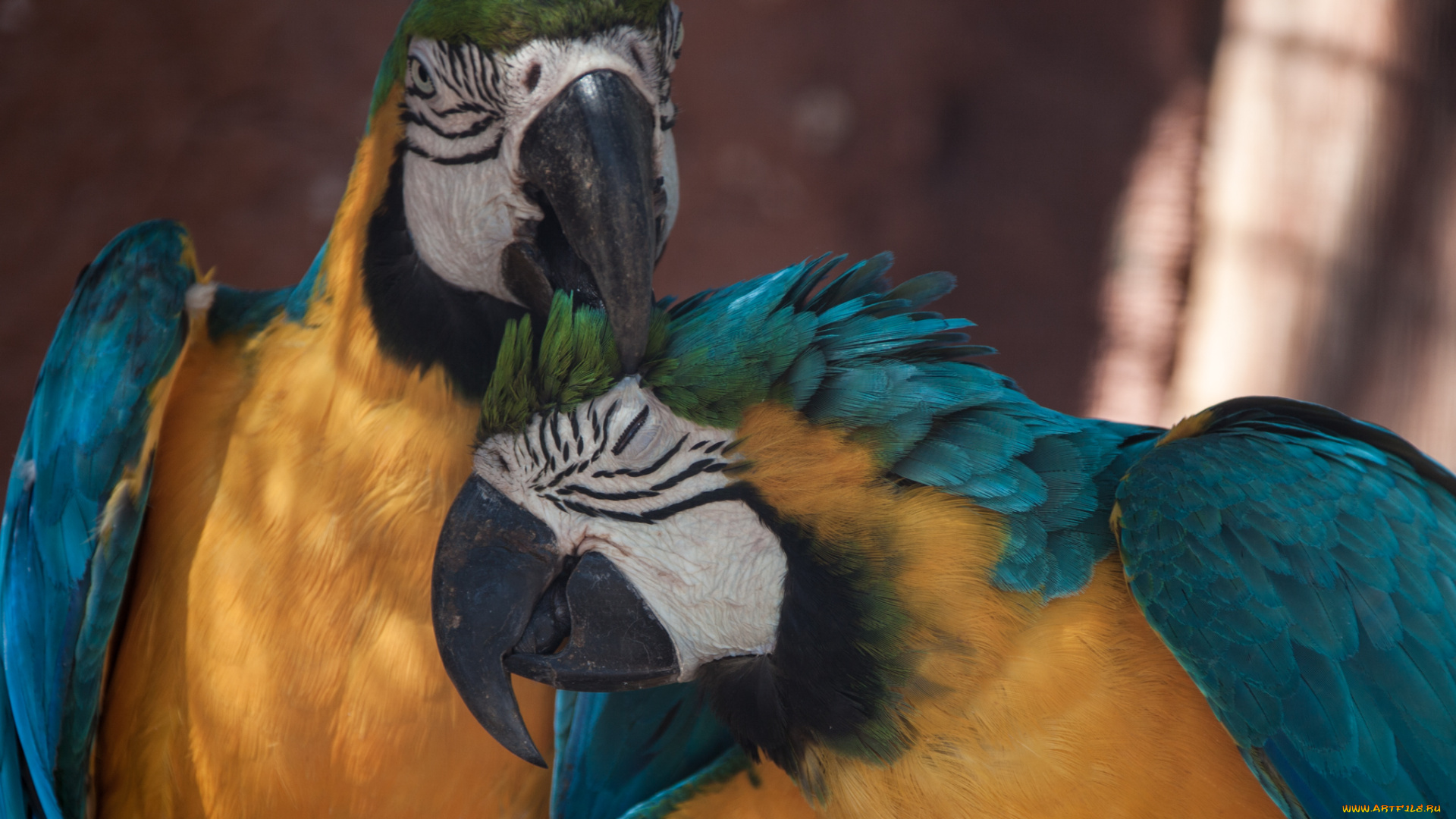 животные, попугаи, клювик, птица, окрас, перья, попугай