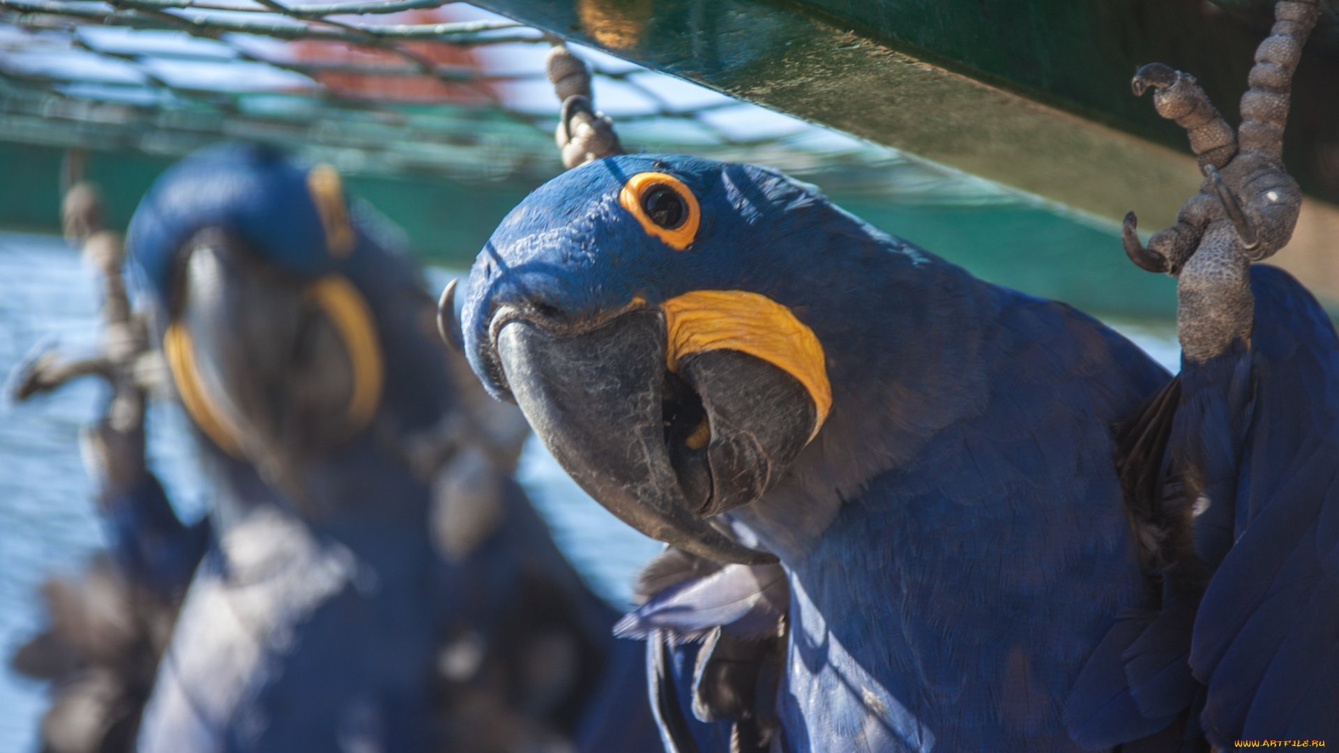 животные, попугаи, попугай, клювик, перья, окрас, птица