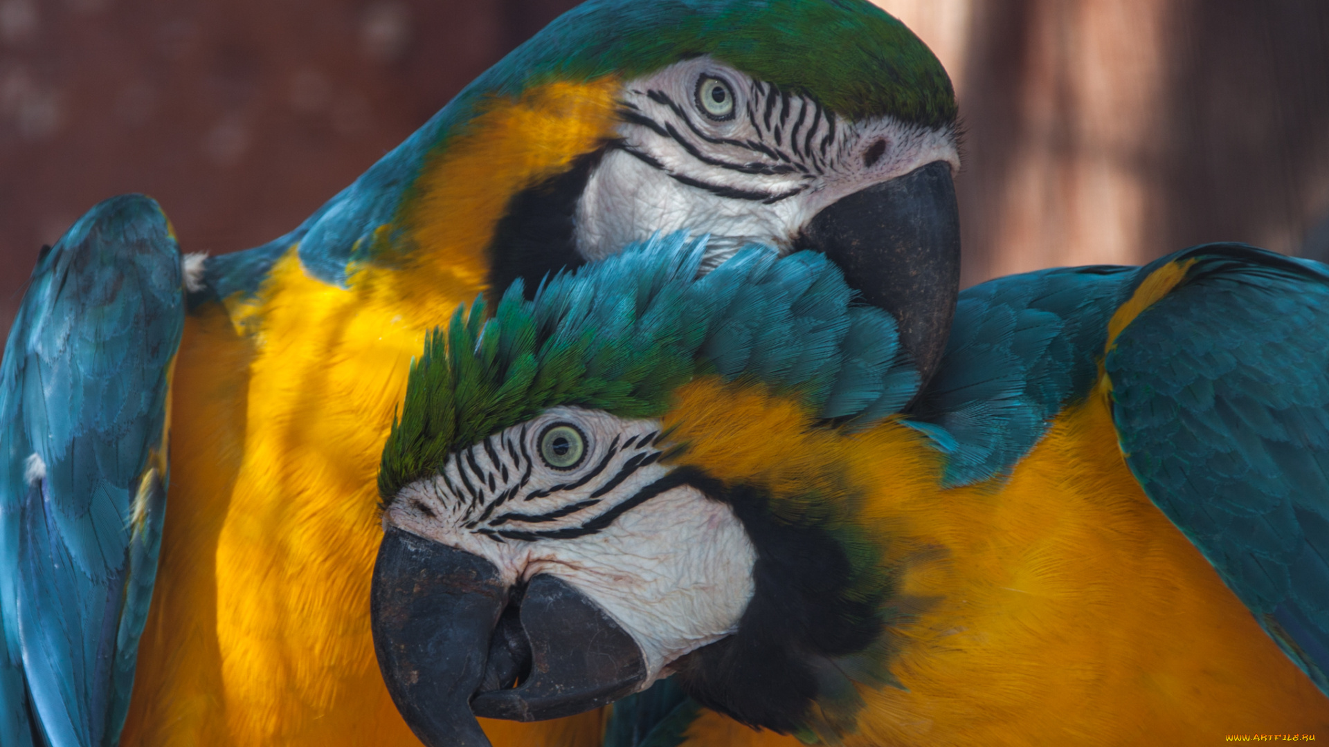 животные, попугаи, птица, попугай, окрас, перья