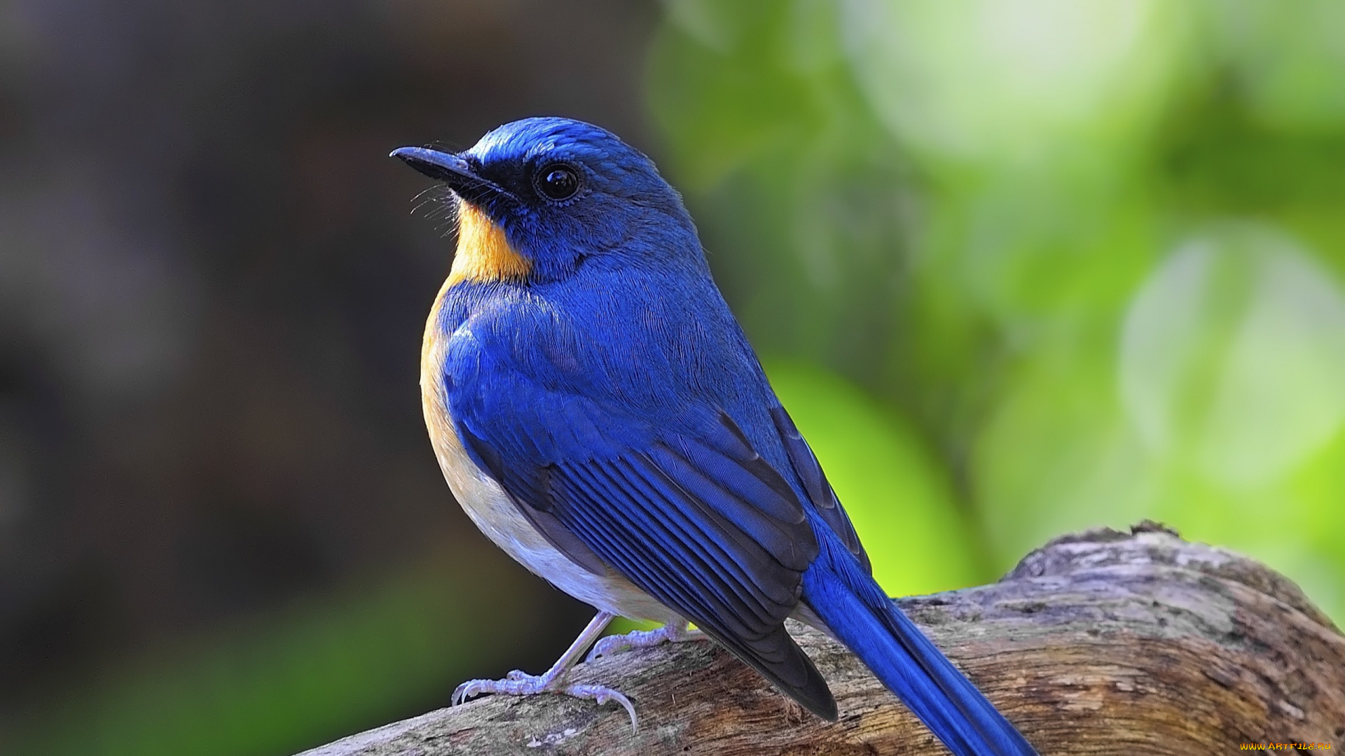 животные, птицы, птица, ветка, блюр