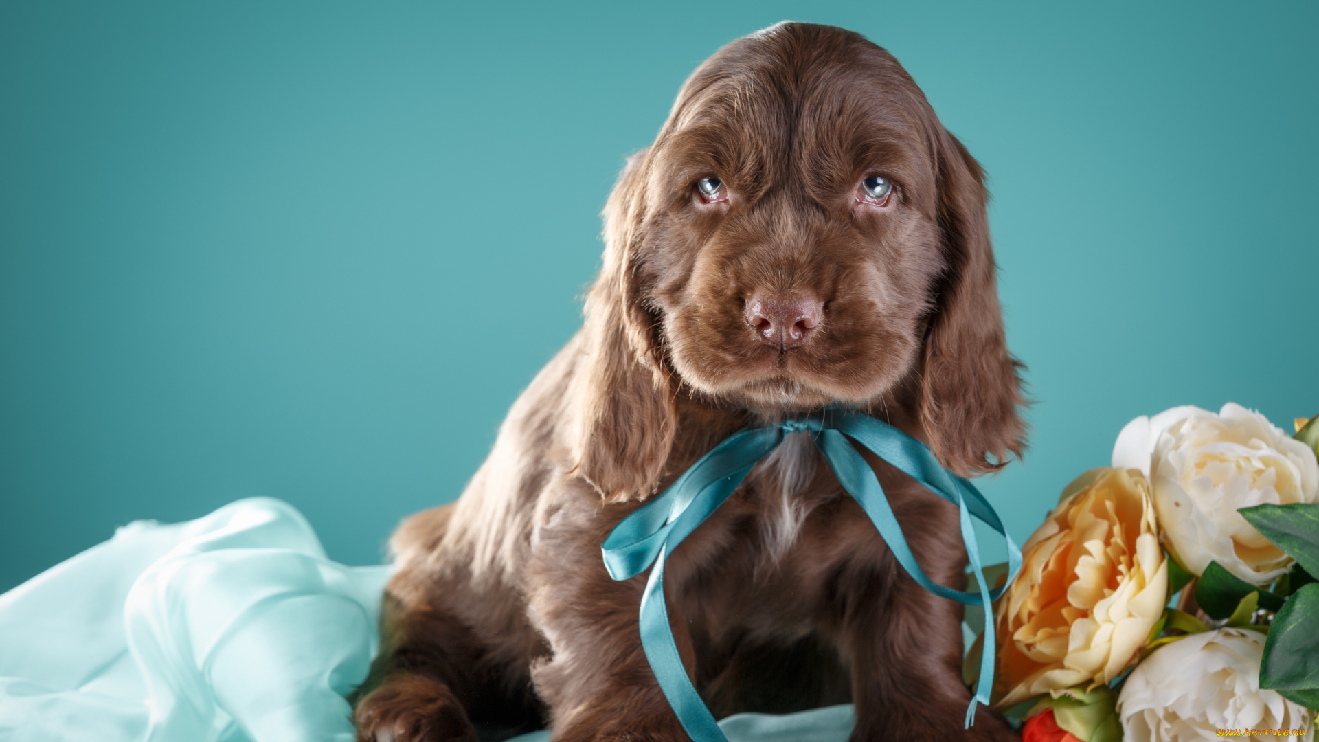 животные, собаки, фото, цветы, лента, щенок