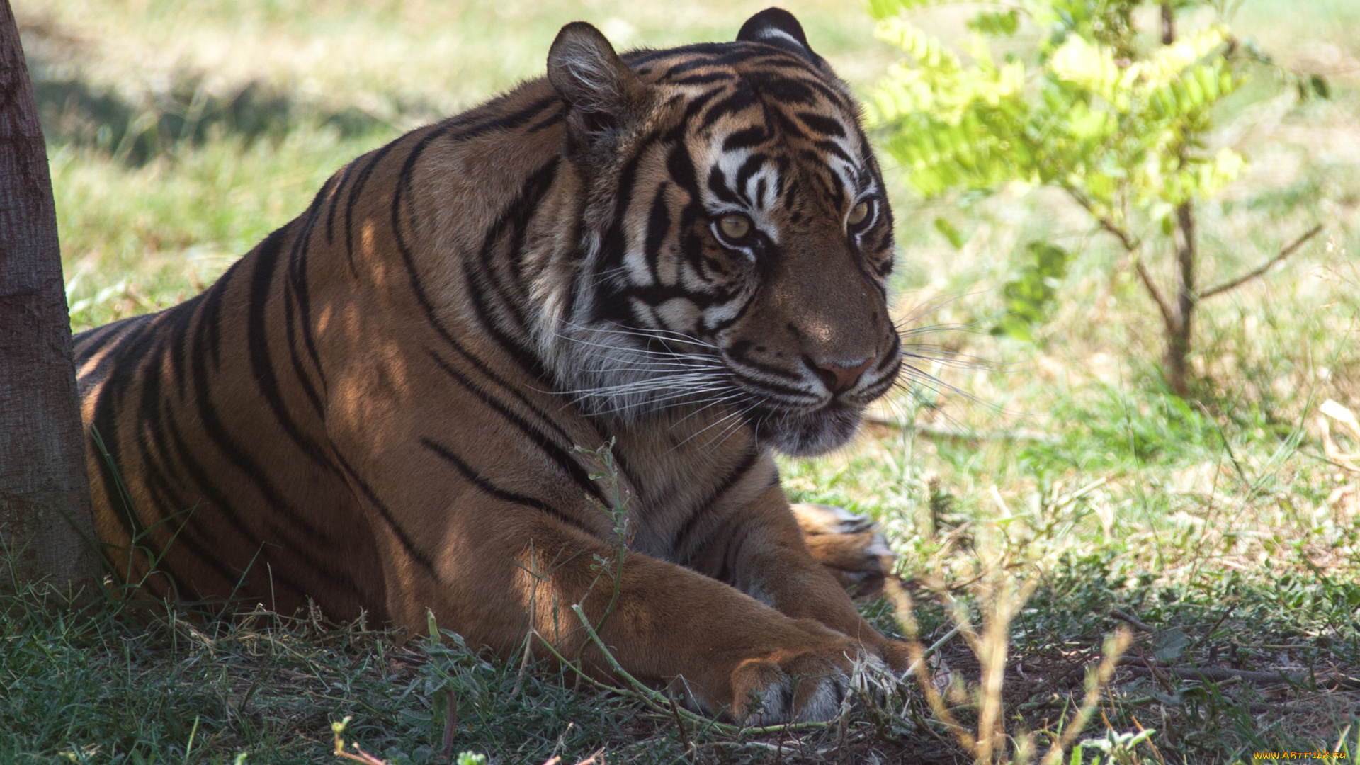 животные, тигры, отдых, камни, тигр, кошка, амурский