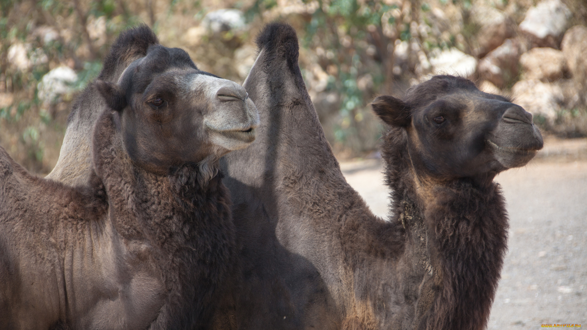 животные, верблюды, пара, верблюд