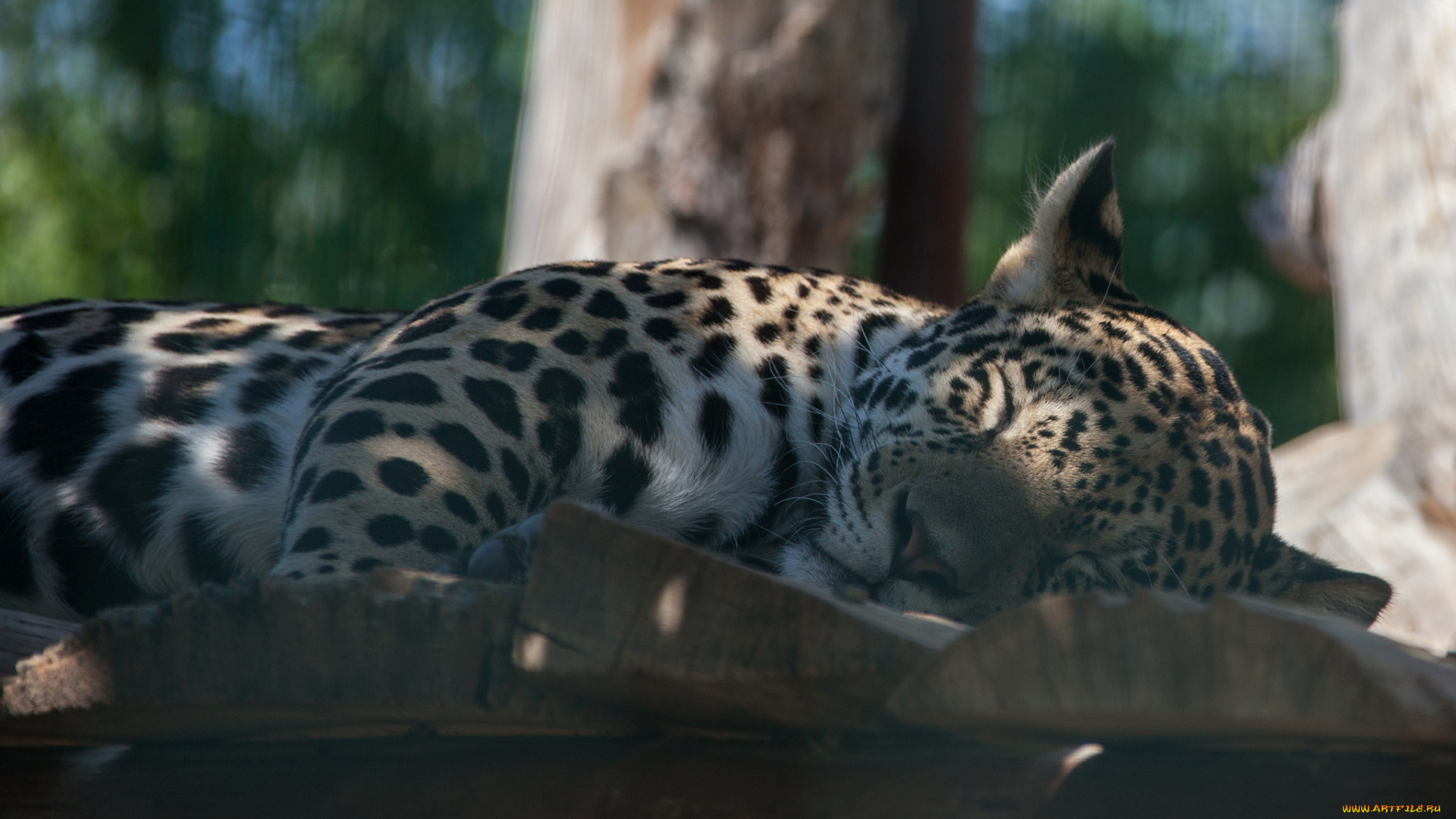 животные, Ягуары, взгляд, морда, кошка, ягуар