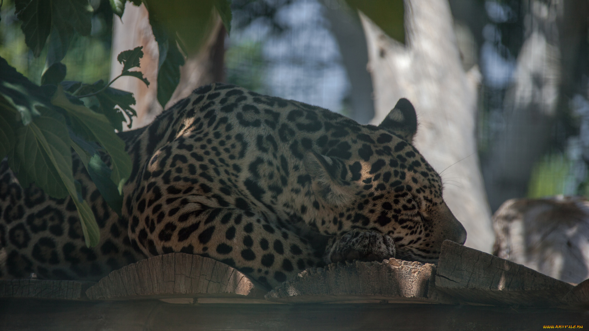 животные, Ягуары, животное, отдых