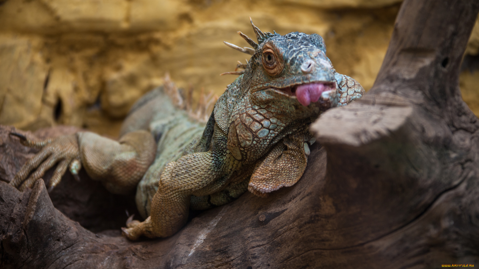 животные, Ящерицы, , игуаны, , вараны, ящерица, моська, язык